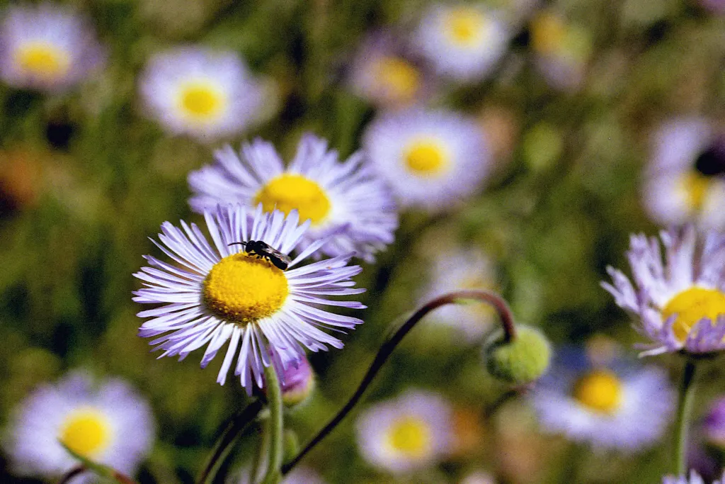 Western Fleabane (Erigeron Divergens) — spanning 1-2 inches across; making it a suitable choice for groundcover or as part of a border, image 58