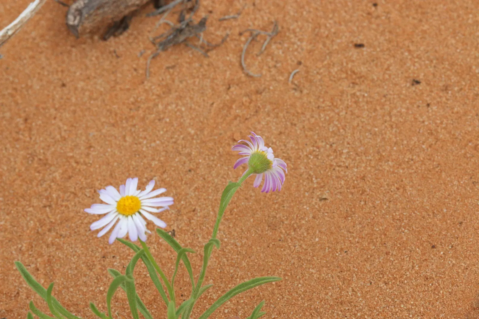 Western Fleabane (Erigeron Divergens) — attracting pollinators while adding a splash of color