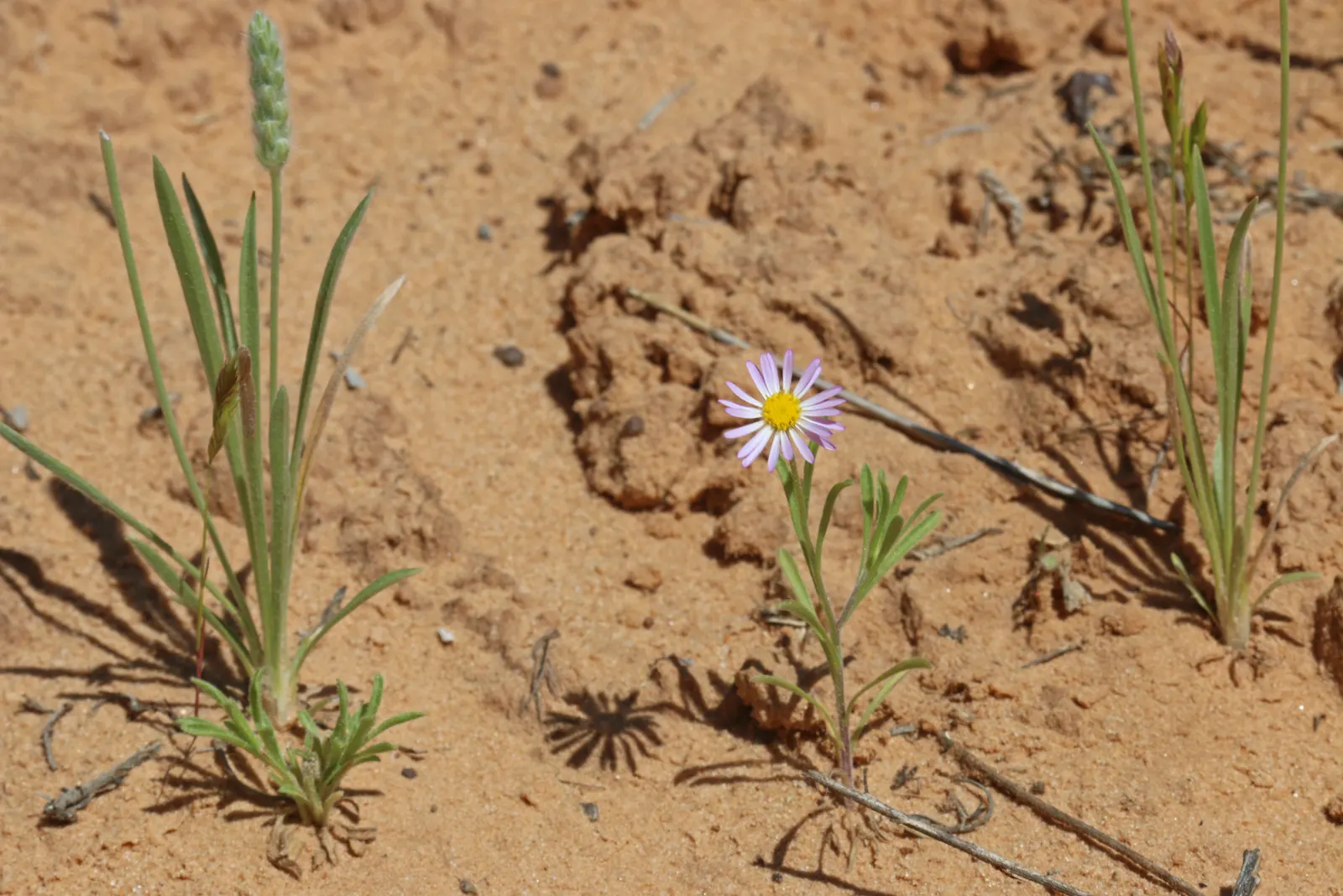 Western Fleabane (Erigeron Divergens) — though it flourishes in well-drained conditions