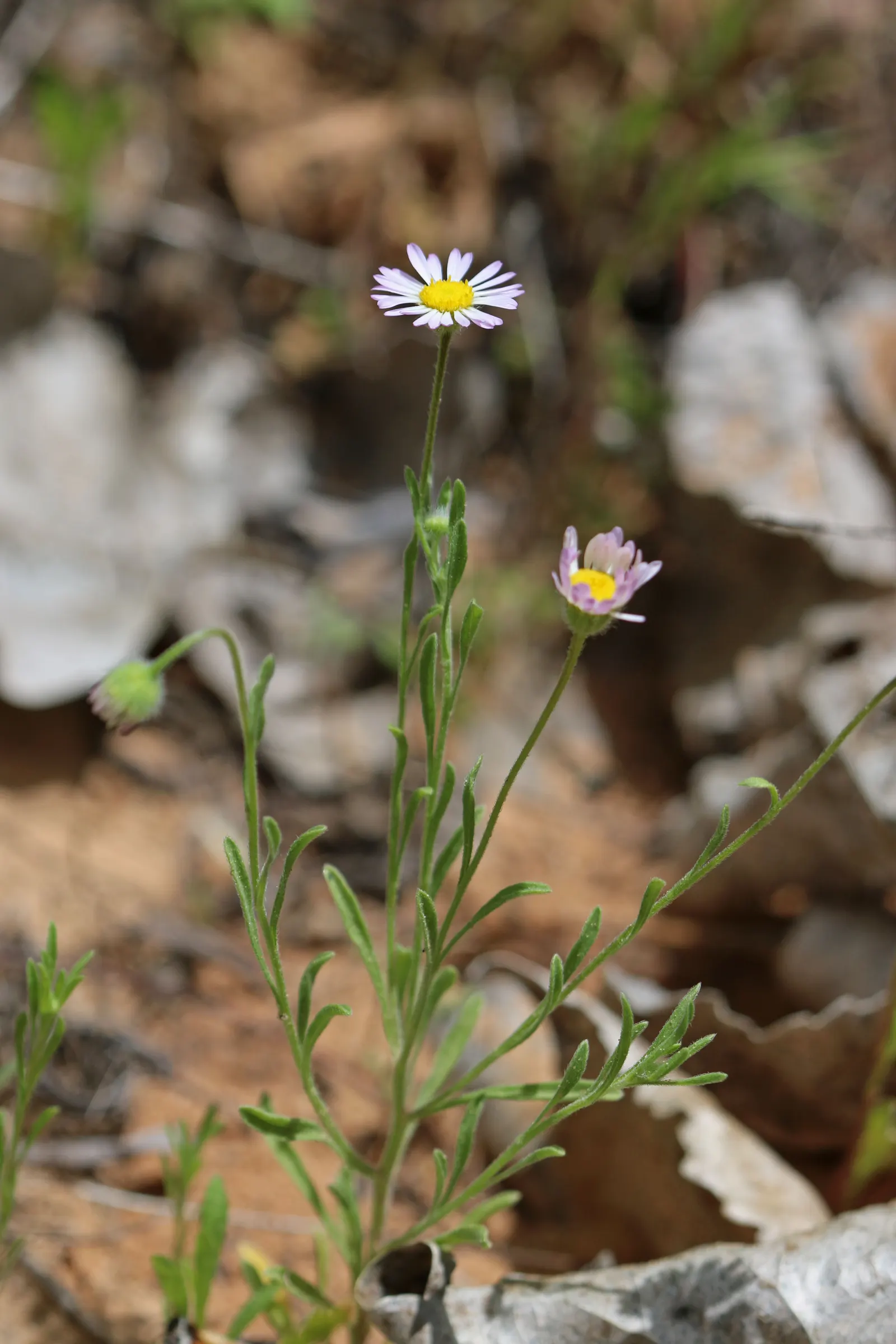 Western Fleabane (Erigeron Divergens) — ground cover / perennial with lavender and white blooms