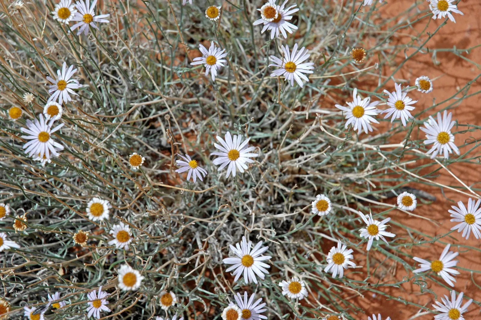 Western Fleabane (Erigeron Divergens) — where water conservation is a priority.<br><br>When incorporating Western Fleabane into a landscape; attracting