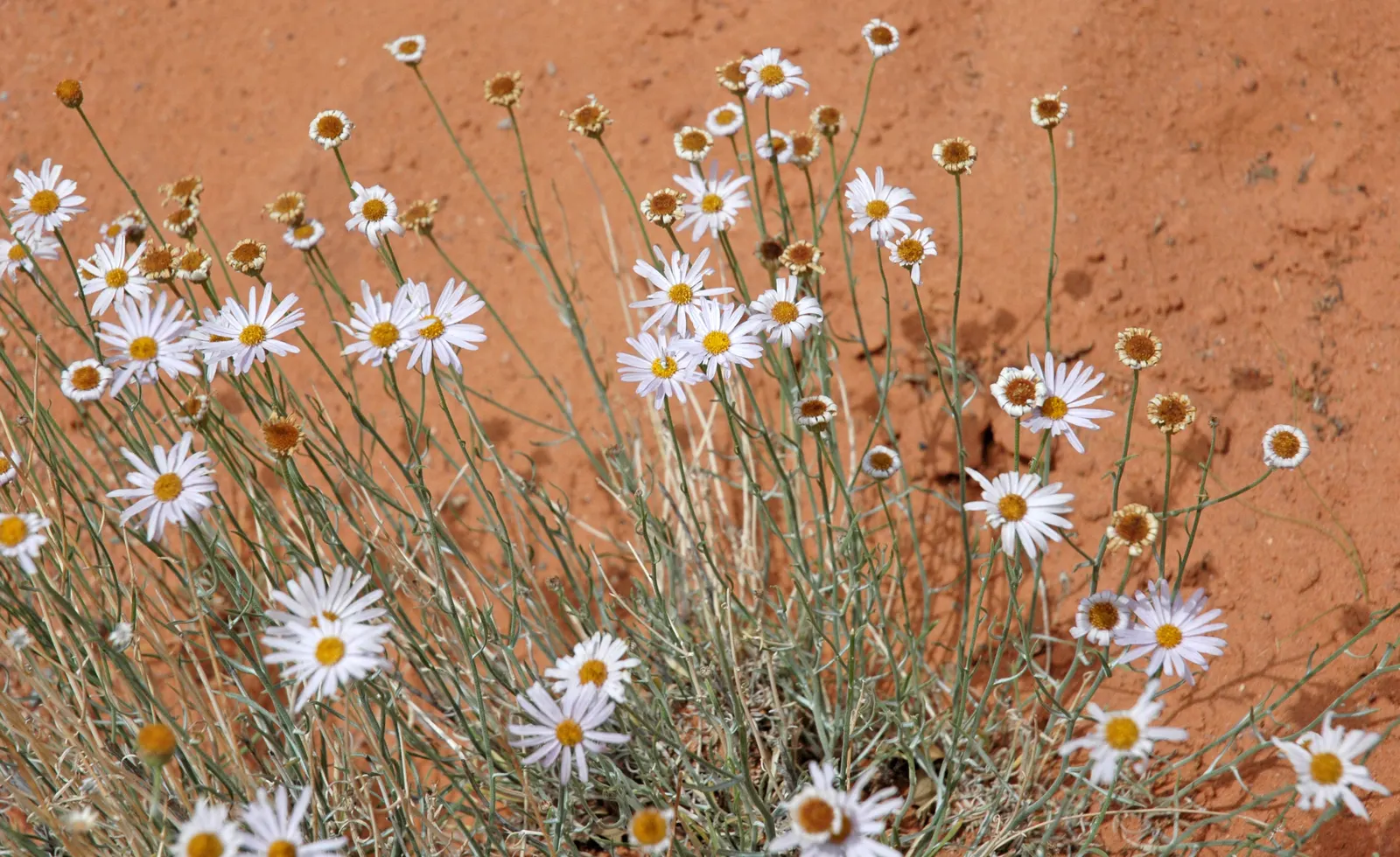 Western Fleabane (Erigeron Divergens) — this plant thrives in USDA Hardiness Zones 3 through 10; making it a suitable choice for groundcover or as part of a