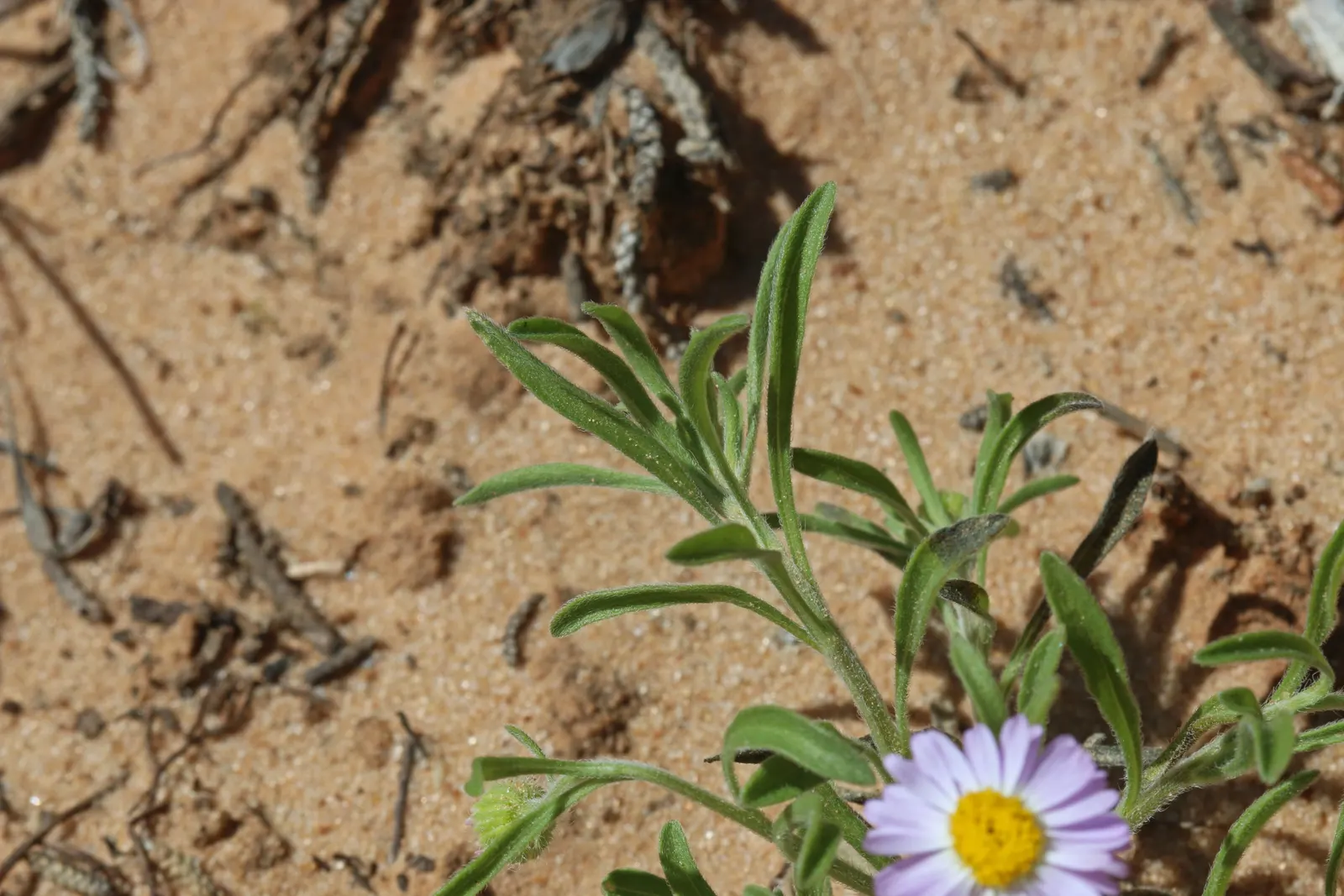 Western Fleabane (Erigeron Divergens) — With its resilient character and long blooming season; though it flourishes in well-drained conditions