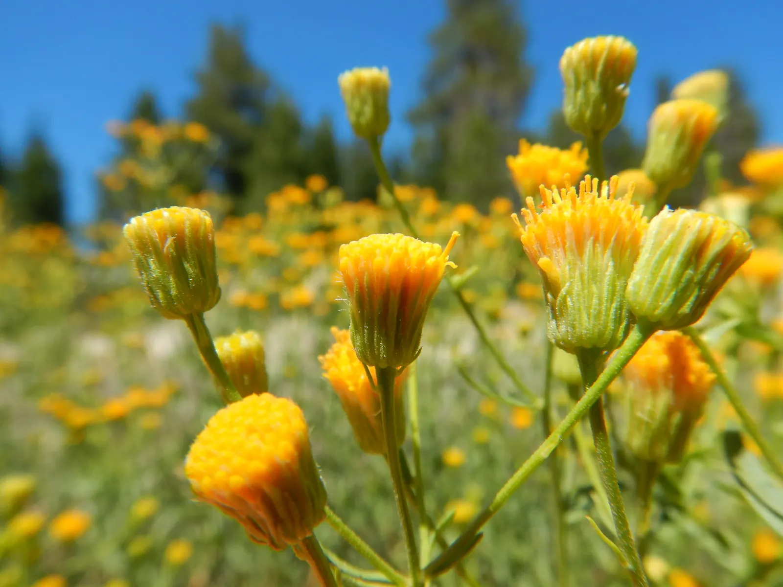 Western Fleabane (Erigeron Divergens) — Blooms from early spring to late summer, reaching 1-2 ft in height; though it flourishes in well-drained conditions