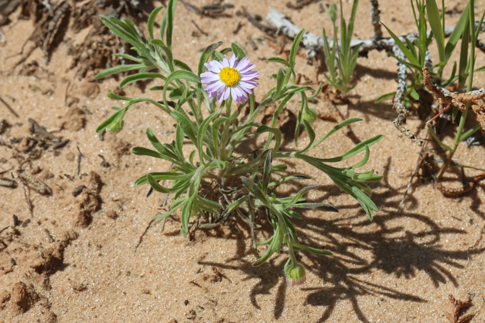 Western Fleabane (Erigeron Divergens) — lance-shaped leaves grow predominantly at the base of the plant; attracting pollinators while adding a, image 68