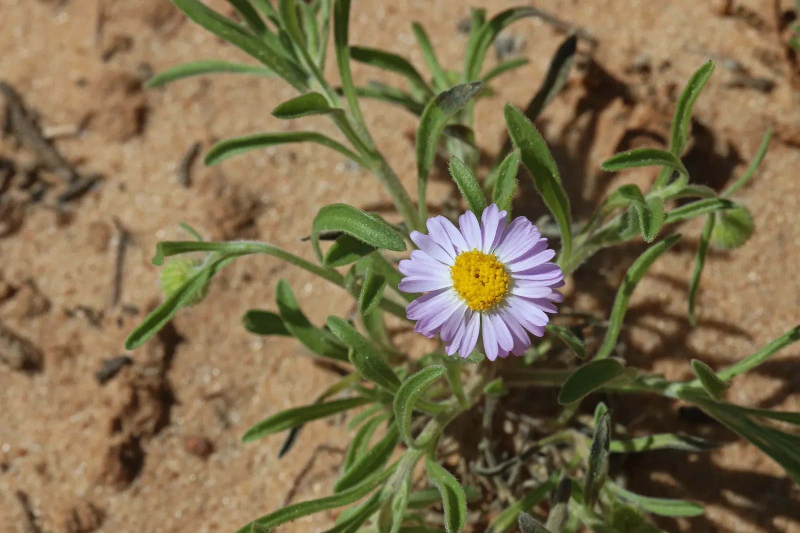 Western Fleabane (Erigeron Divergens) — Ideal for wildflower meadows and naturalistic borders; tolerates drought and thrives in well-drained soils