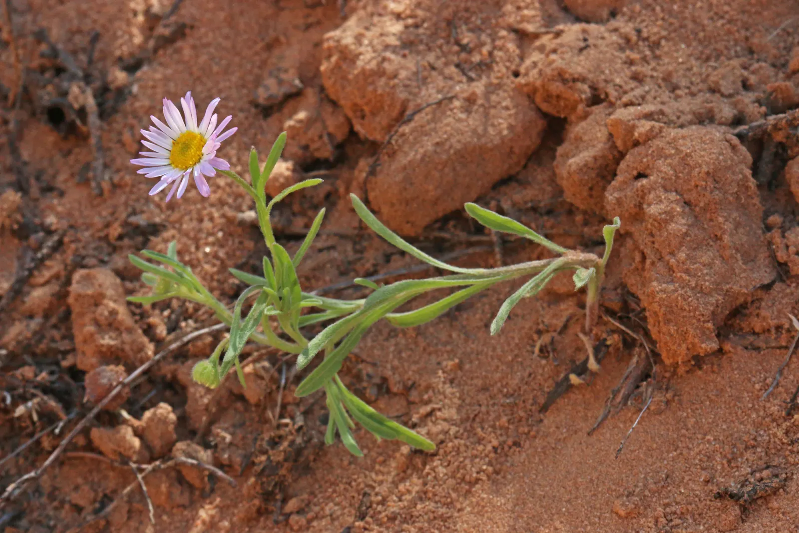 Western Fleabane (Erigeron Divergens) — Each blossom consists of thin; tolerates drought and thrives in well-drained soils, image 69