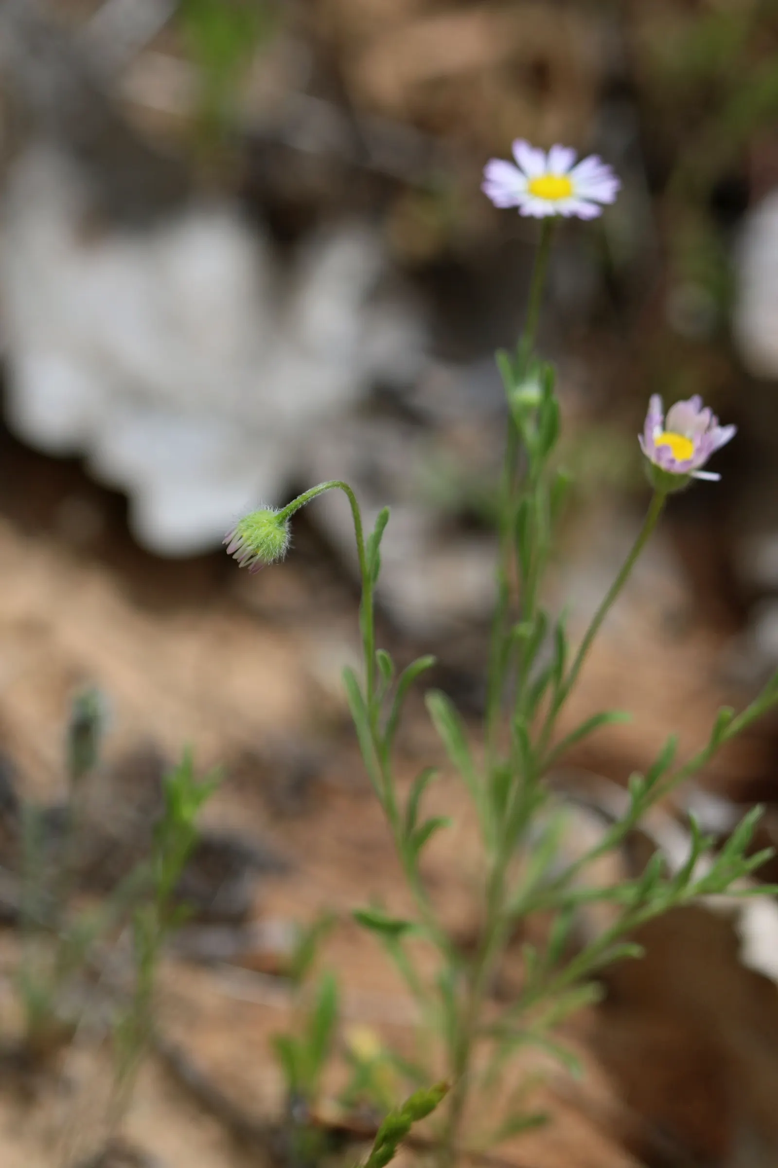 Western Fleabane (Erigeron Divergens) — Each blossom consists of thin