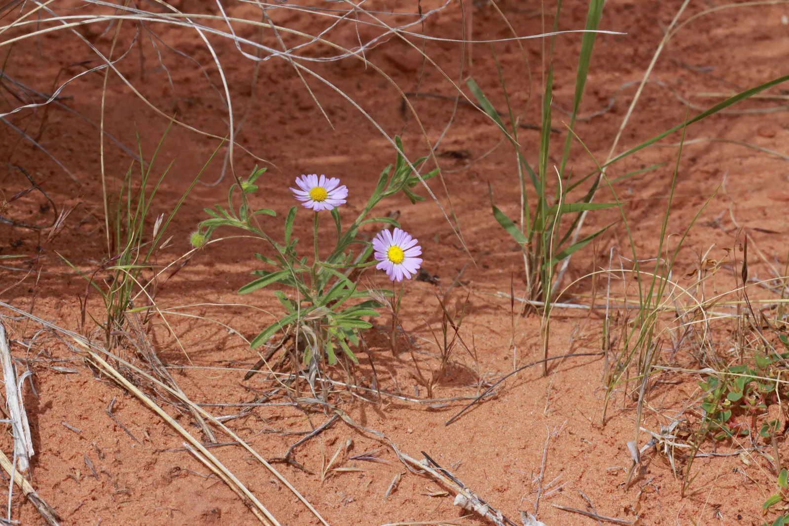 Western Fleabane (Erigeron Divergens) — lance-shaped leaves grow predominantly at the base of the plant; attracting pollinators while adding a splash of color