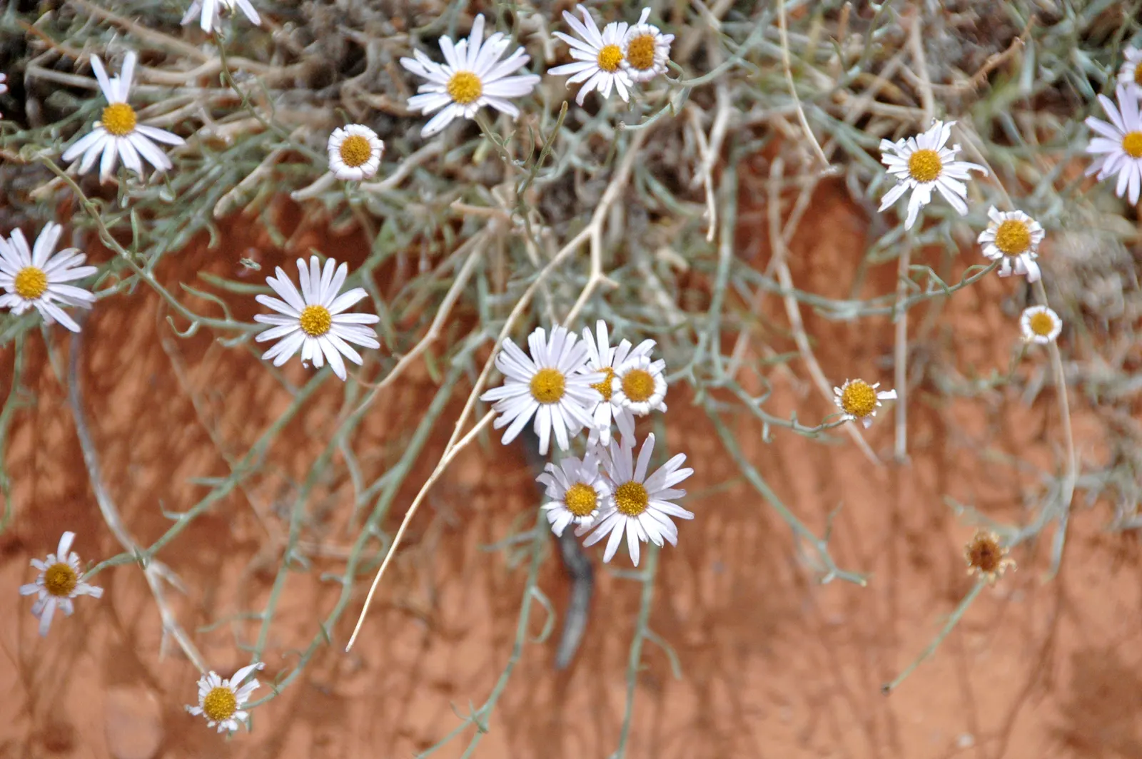 Western Fleabane (Erigeron Divergens) — making it a suitable choice for groundcover or as part of a border; though it flourishes in well-drained conditions
