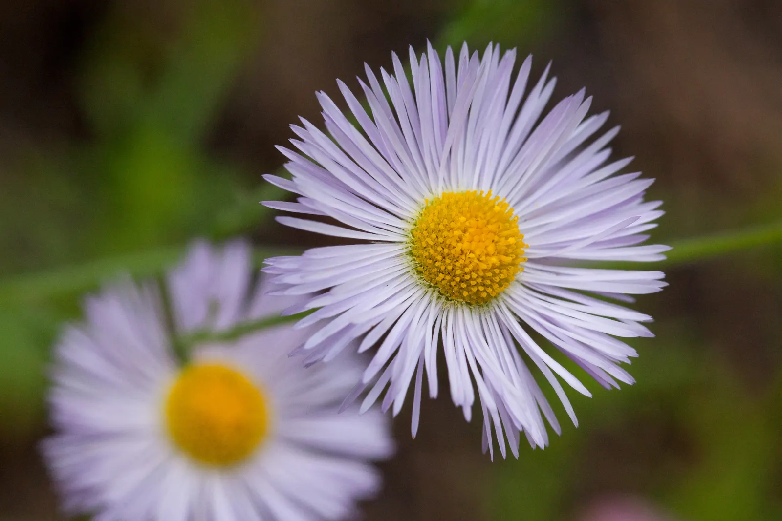 Western Fleabane (Erigeron Divergens) — Attracts pollinators such as bees and butterflies; making it a suitable choice for groundcover or as part of a border