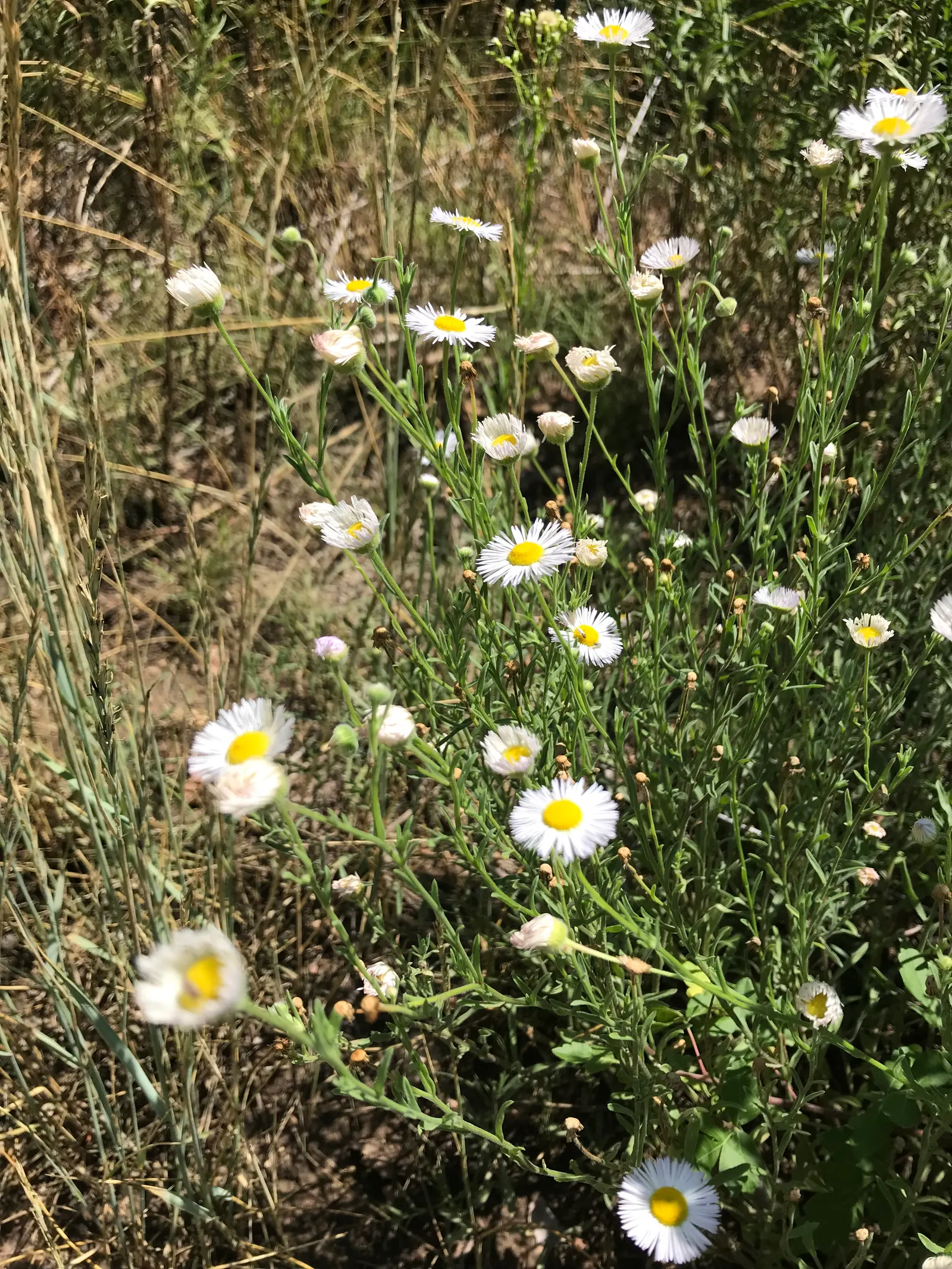 Western Fleabane (Erigeron Divergens) — Each blossom consists of thin; tolerates drought and thrives in well-drained soils