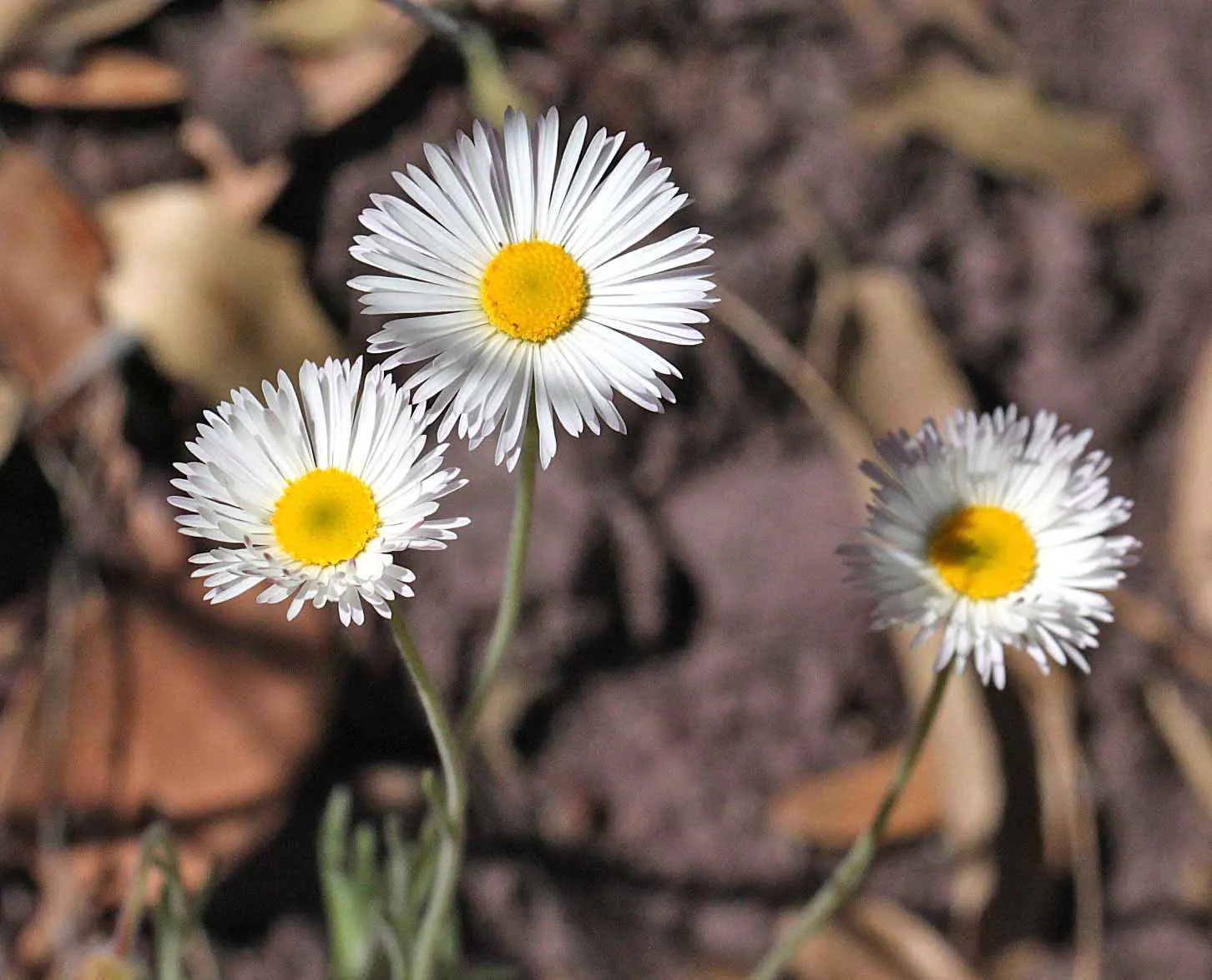 Western Fleabane (Erigeron Divergens) — which can be somewhat sprawling