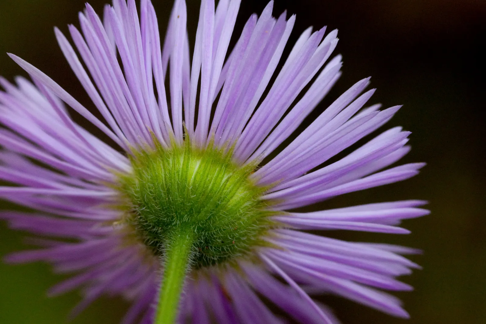 Western Fleabane (Erigeron Divergens) — Tolerates drought and thrives in well-drained soils; attracting pollinators while adding a splash of color