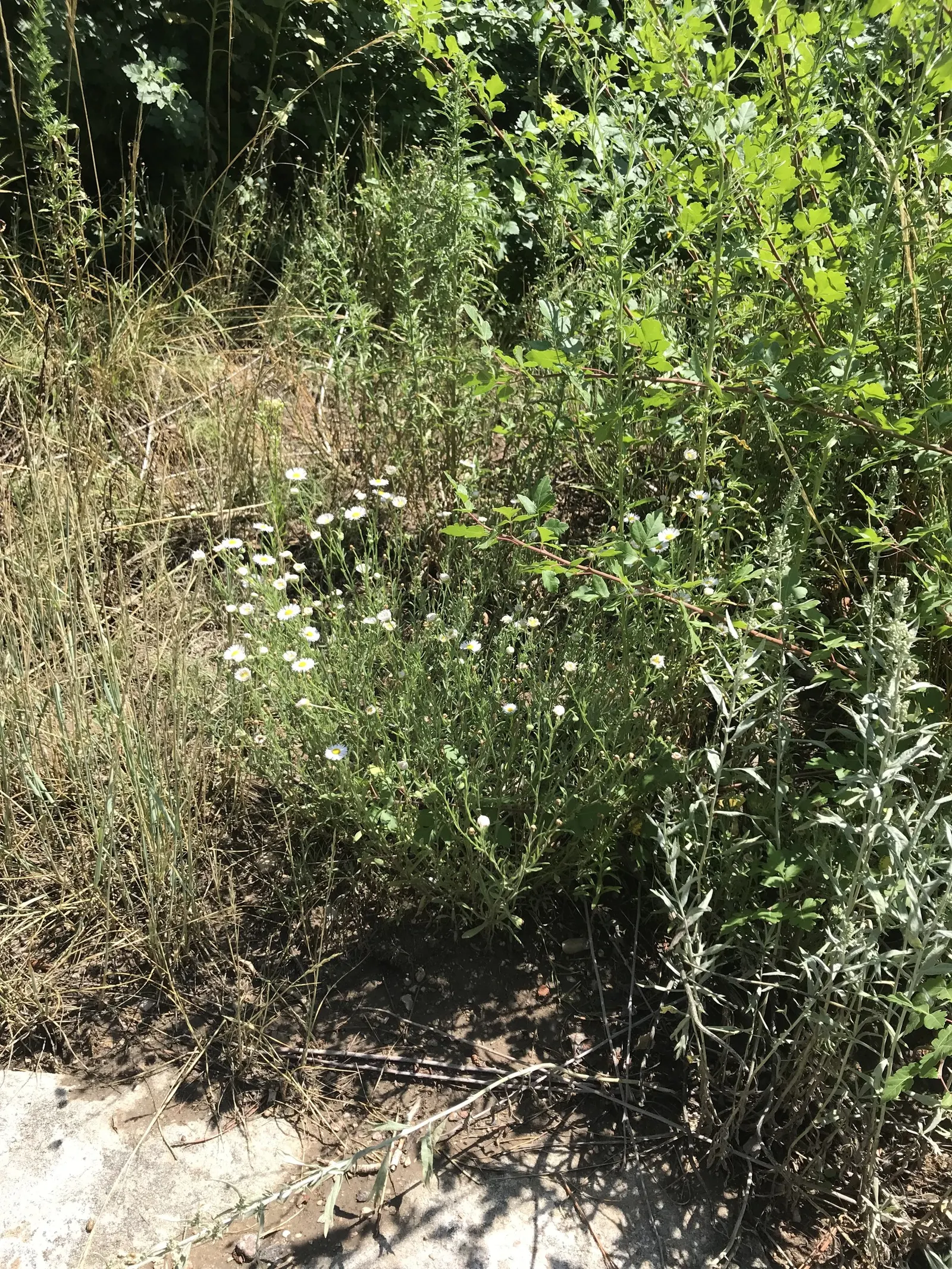 Western Fleabane (Erigeron Divergens) — lavender and white flowers in the garden; making it a suitable choice for groundcover or as part of a border