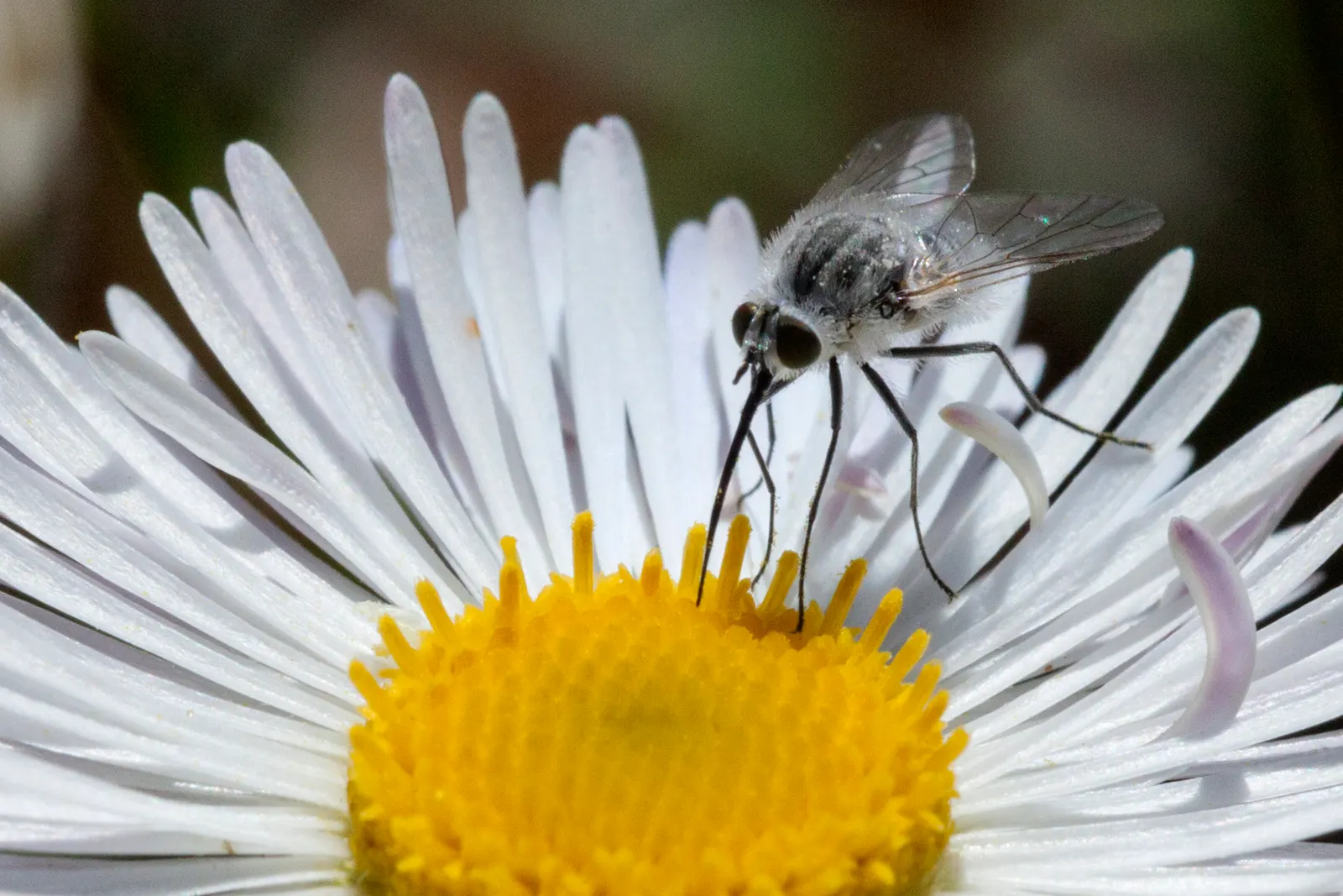 Western Fleabane (Erigeron Divergens) — Western Fleabane (Erigeron divergens) is a hardy perennial native to North American grasslands; tolerates drought and