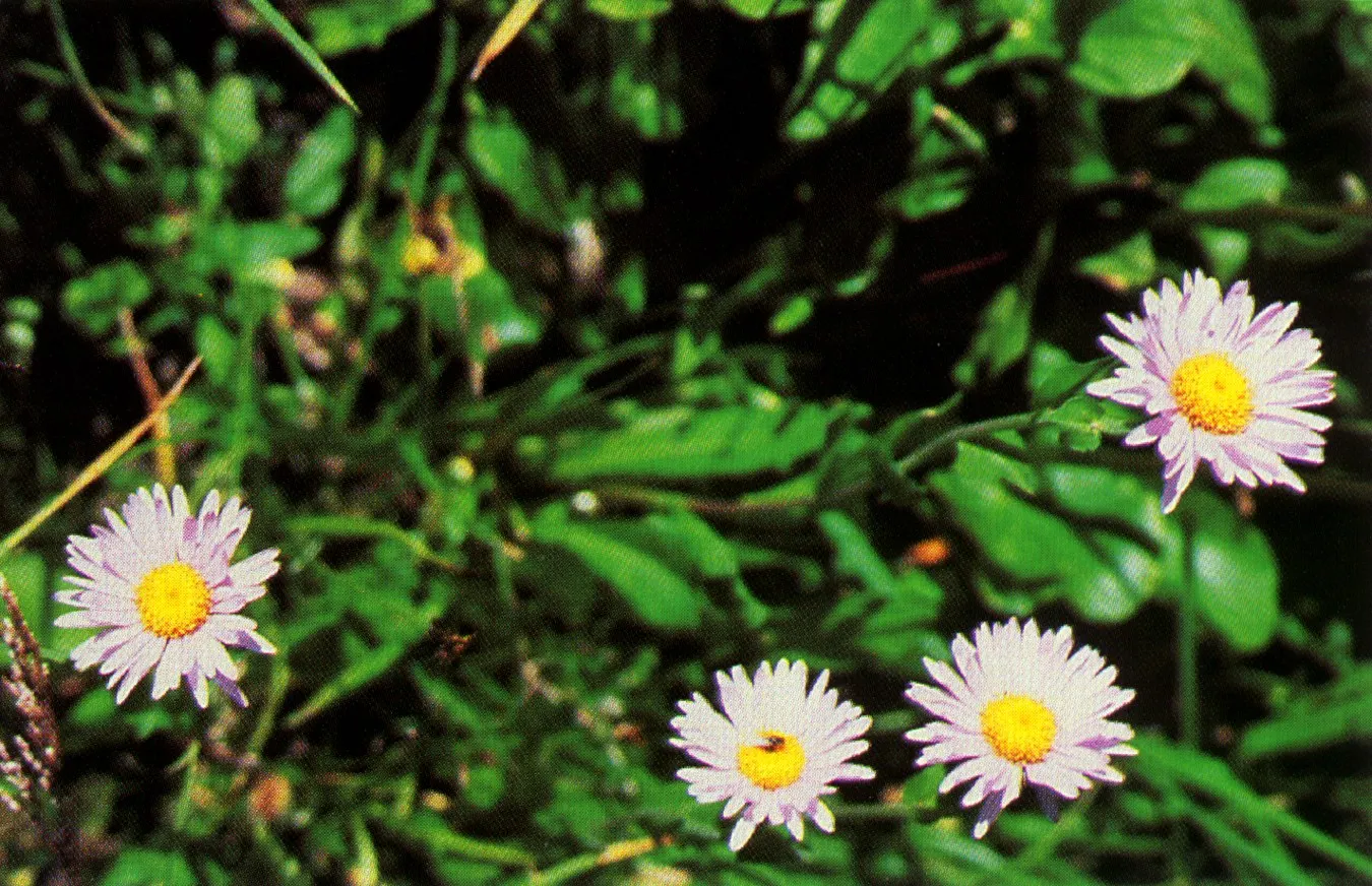 Western Fleabane (Erigeron Divergens) — which can be somewhat sprawling; making it a suitable choice for groundcover or as part of a border