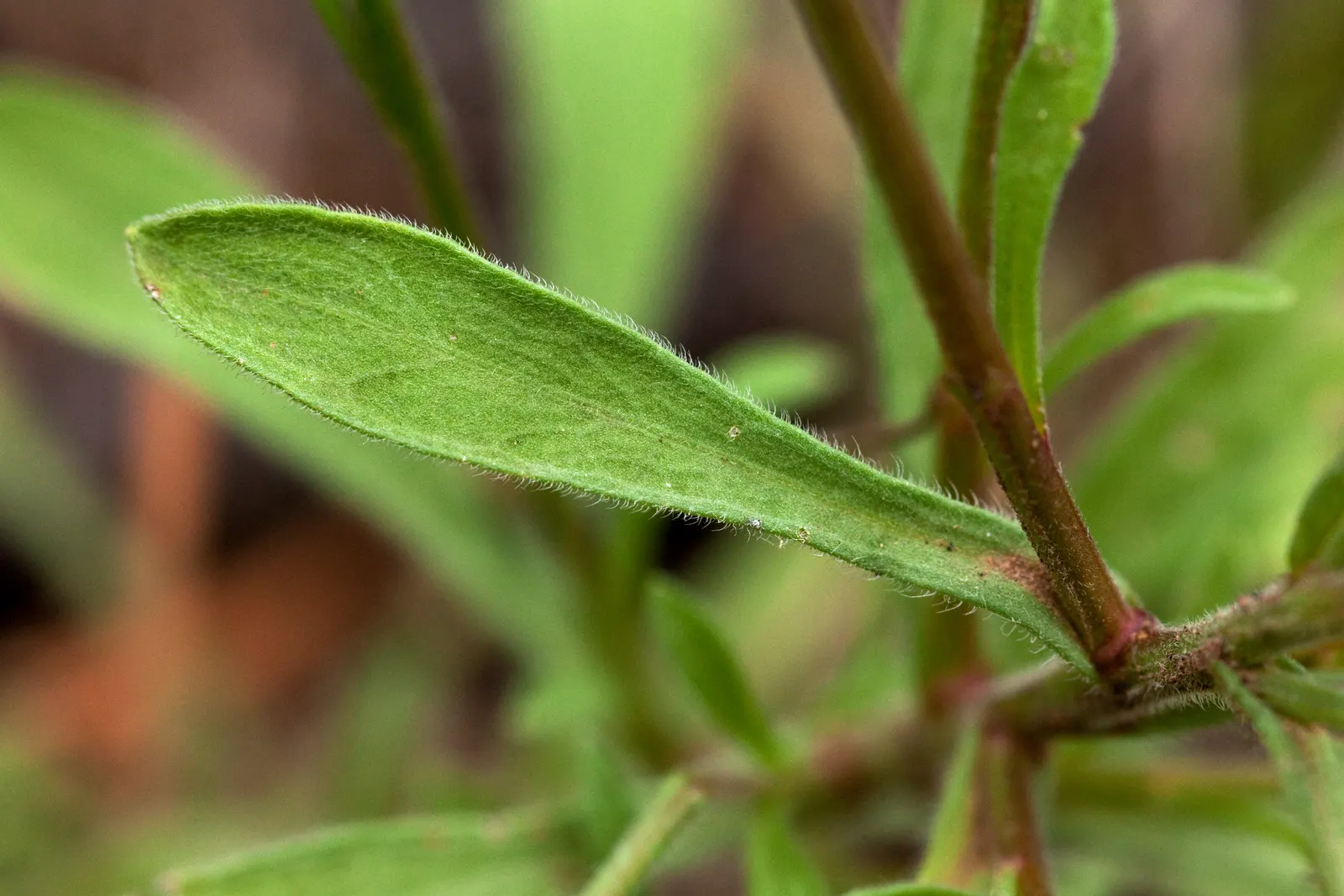 Western Fleabane (Erigeron Divergens) — adapting to a multitude of soil types; tolerates drought and thrives in well-drained soils