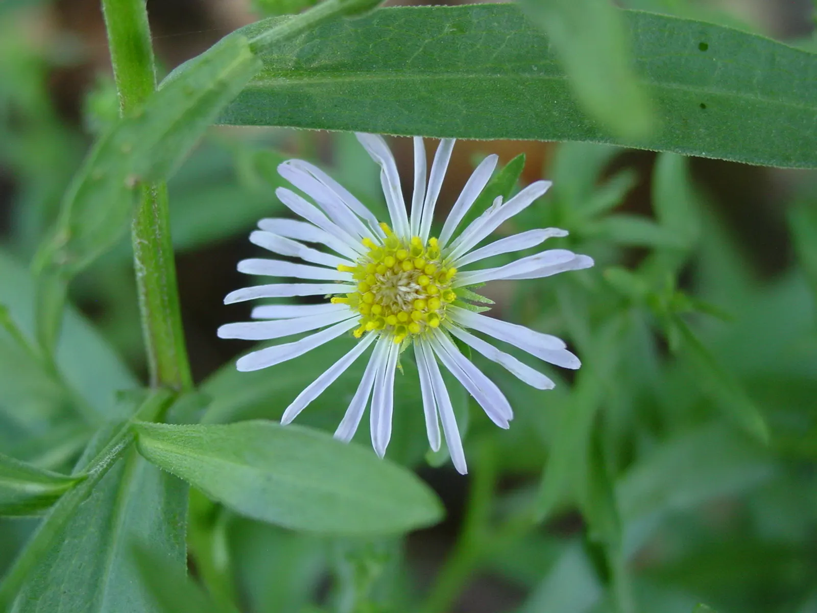 Western Fleabane (Erigeron Divergens) — this plant thrives in USDA Hardiness Zones 3 through 10