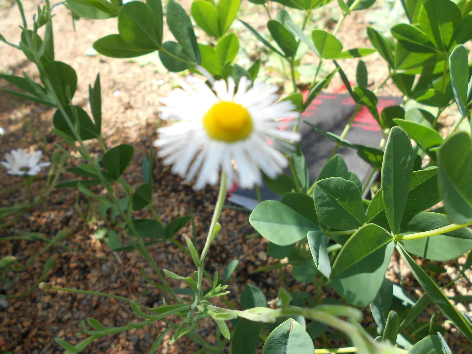 Western Fleabane (Erigeron Divergens) — though it flourishes in well-drained conditions; making it a suitable choice for groundcover or as part of a border