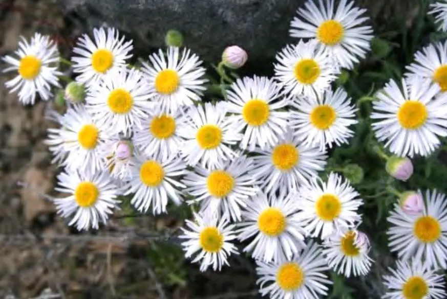 Western Fleabane (Erigeron Divergens) — is a versatile and hardy perennial that brings a wildflower charm to any landscape design; attracting, image 64