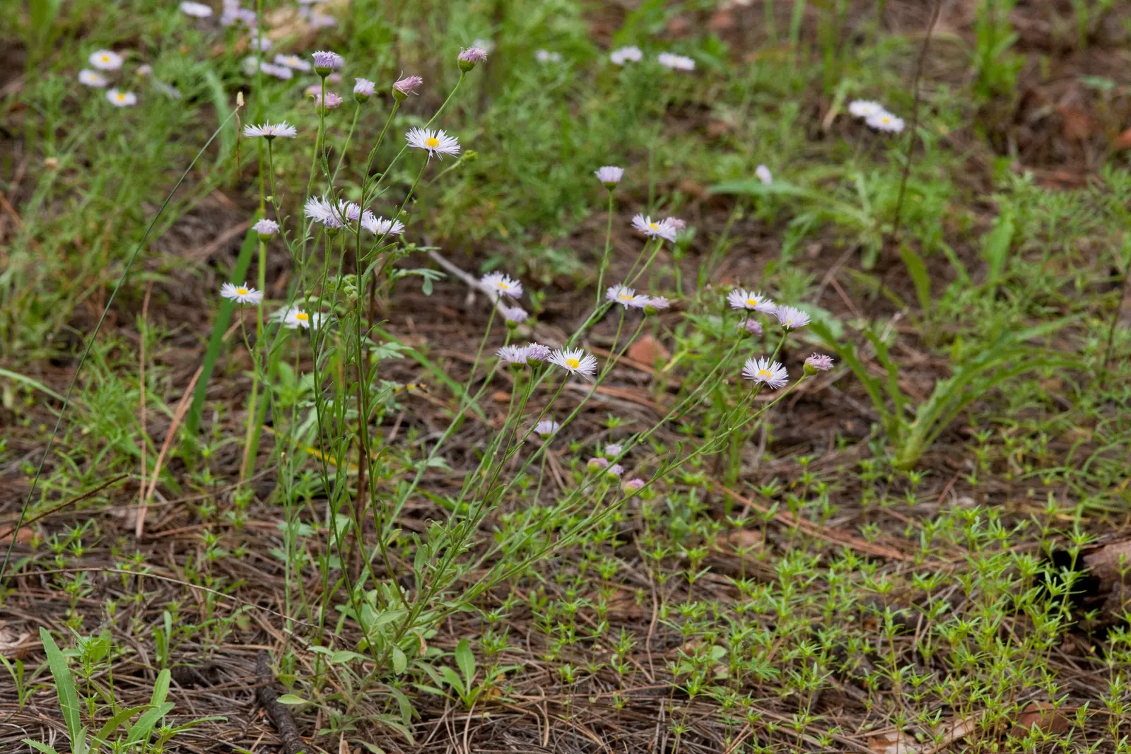 Western Fleabane (Erigeron Divergens) — creating a delicate spray of color; though it flourishes in well-drained conditions