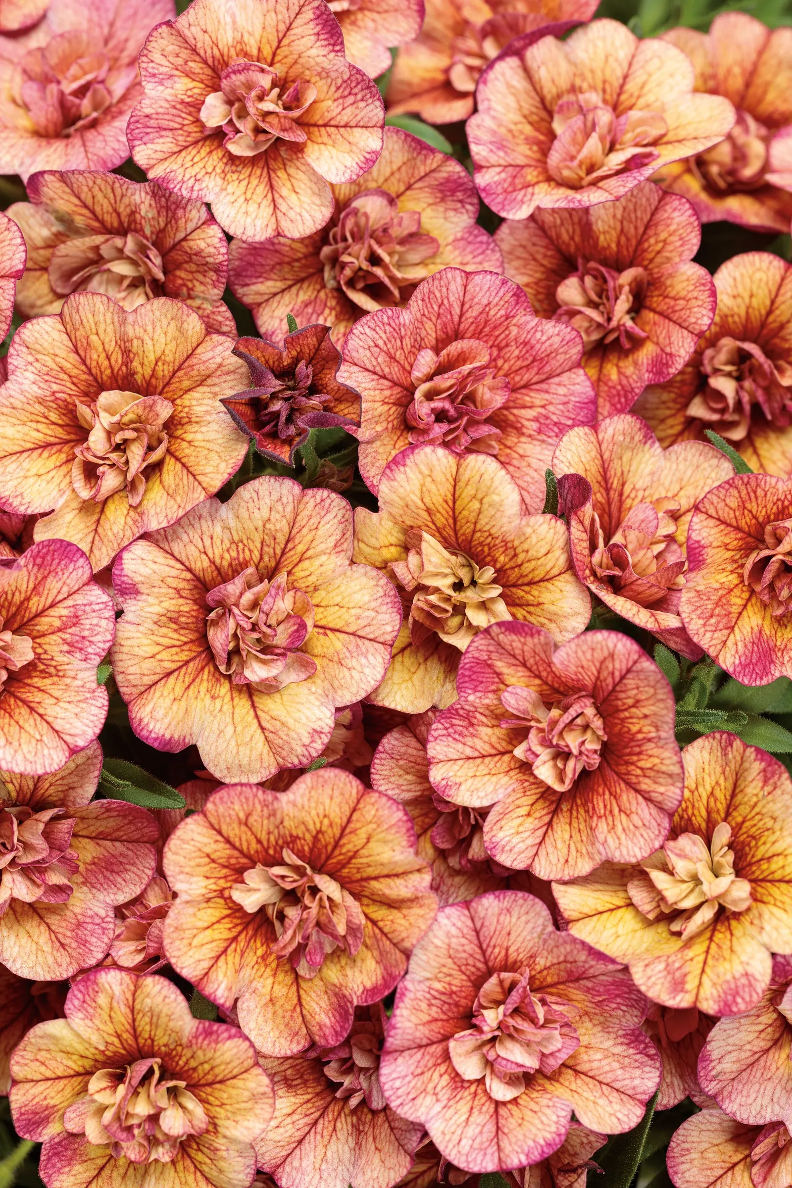 Double Vintage Coral™ Double Calibrachoa — The Calibrachoa is a mounding-trailing annual with fully double