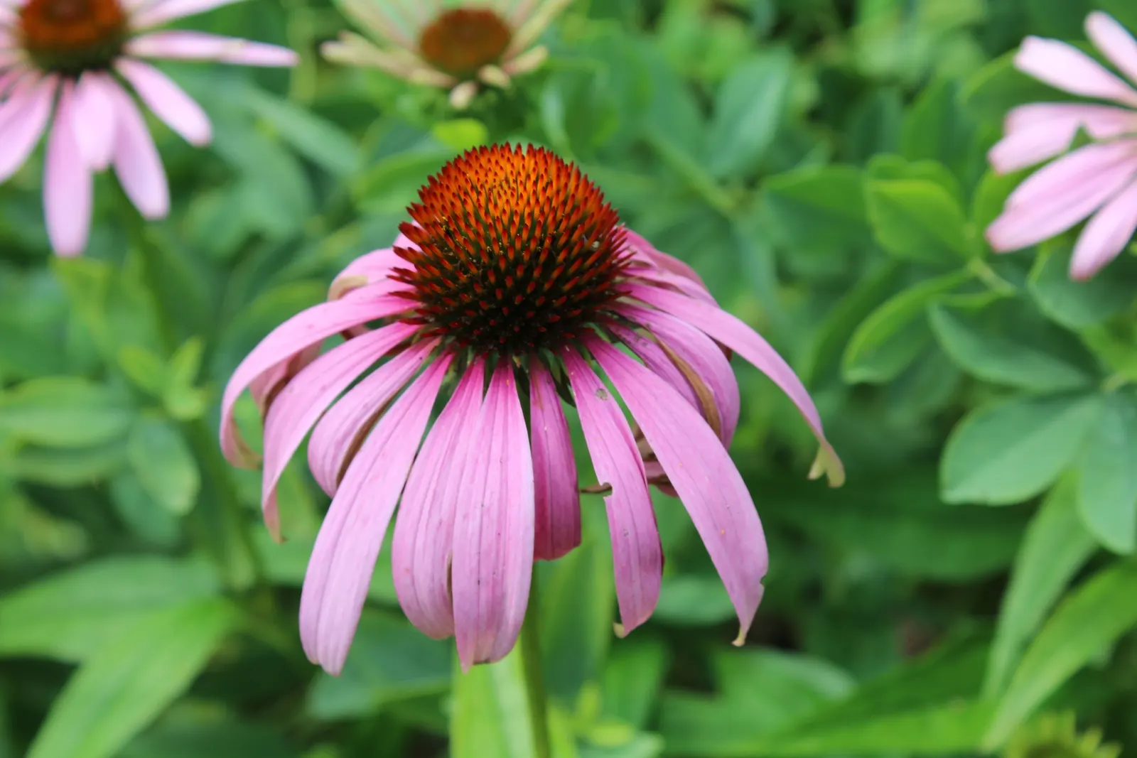 Coneflower (Echinacea Sp.) — commonly referred to by its genus name Echinacea sp.; space these plants approximately 18 to 24 inches apart to allow, image 142