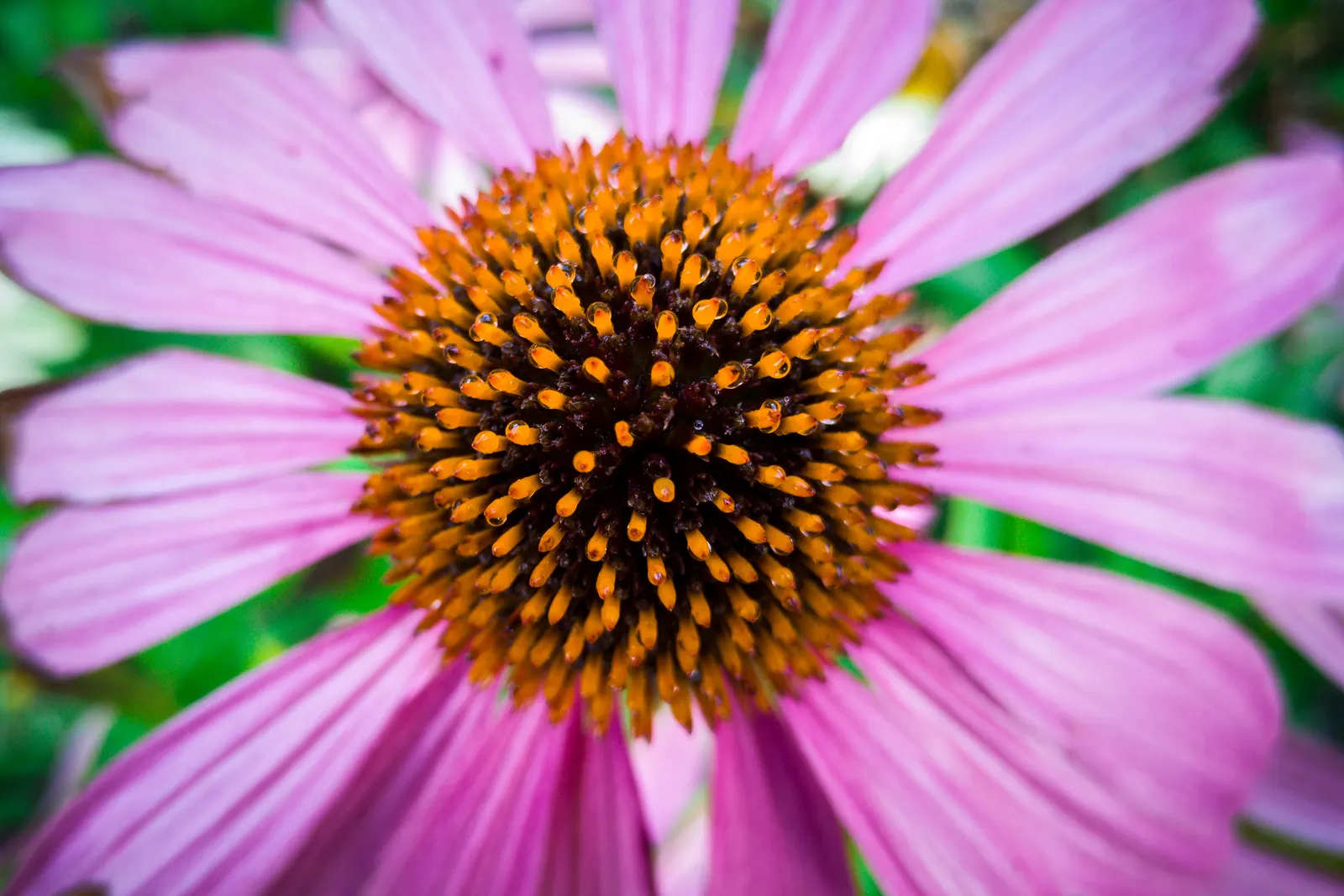 Coneflower (Echinacea Sp.) — granting a dynamic and environmentally synergistic component to your outdoor space