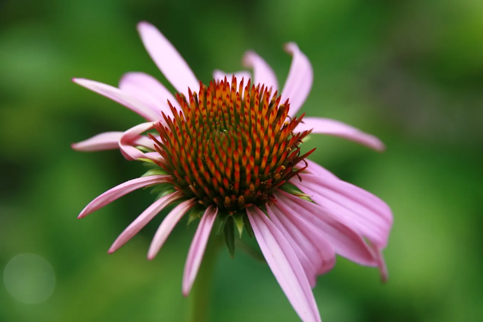 Coneflower (Echinacea Sp.) — are a magnet for butterflies and bees; multi-colored and purple and red and white and yellow flowers in the garden, image 58