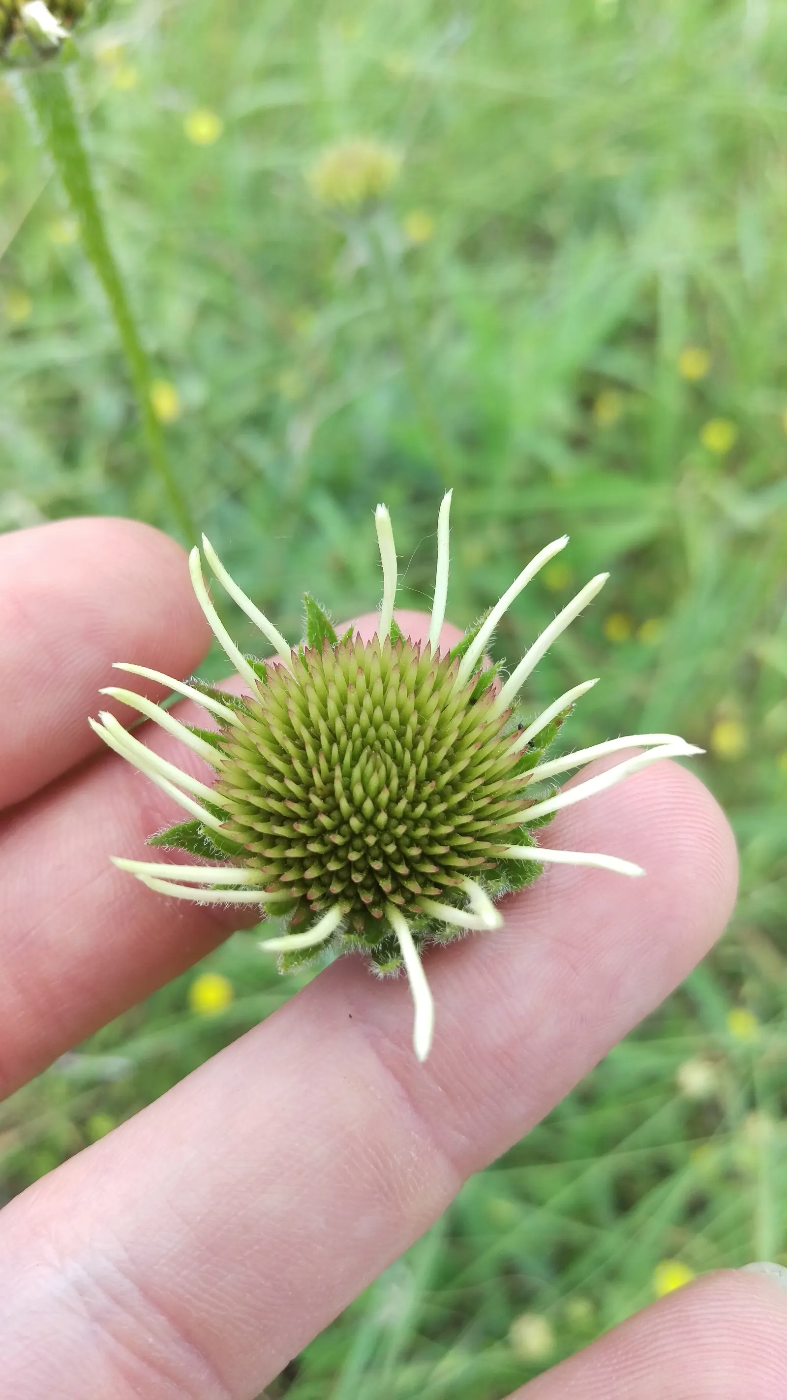 Coneflower (Echinacea Sp.) — making it ideal for xeriscaping schemes or areas with water restrictions.<br><br>When designing a landscape, image 126