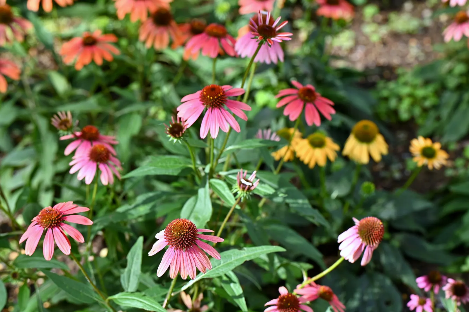 Coneflower (Echinacea Sp.) — it demonstrates notable drought tolerance; is an herbaceous perennial treasured for its resilience and distinctive, image 152