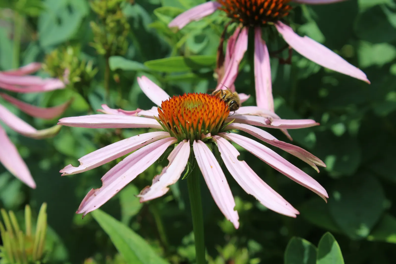 Coneflower (Echinacea Sp.) — is an herbaceous perennial treasured for its resilience and distinctive floral display; perennial with multi-colored and purple