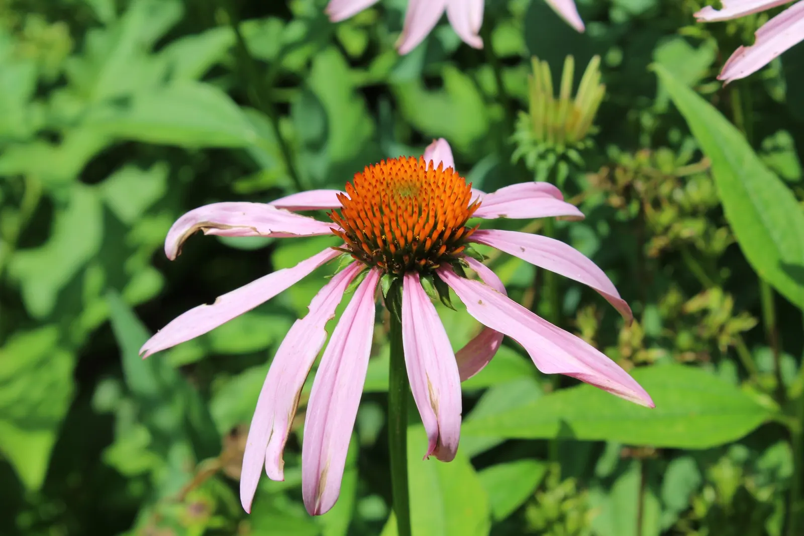 Coneflower (Echinacea Sp.) — it demonstrates notable drought tolerance