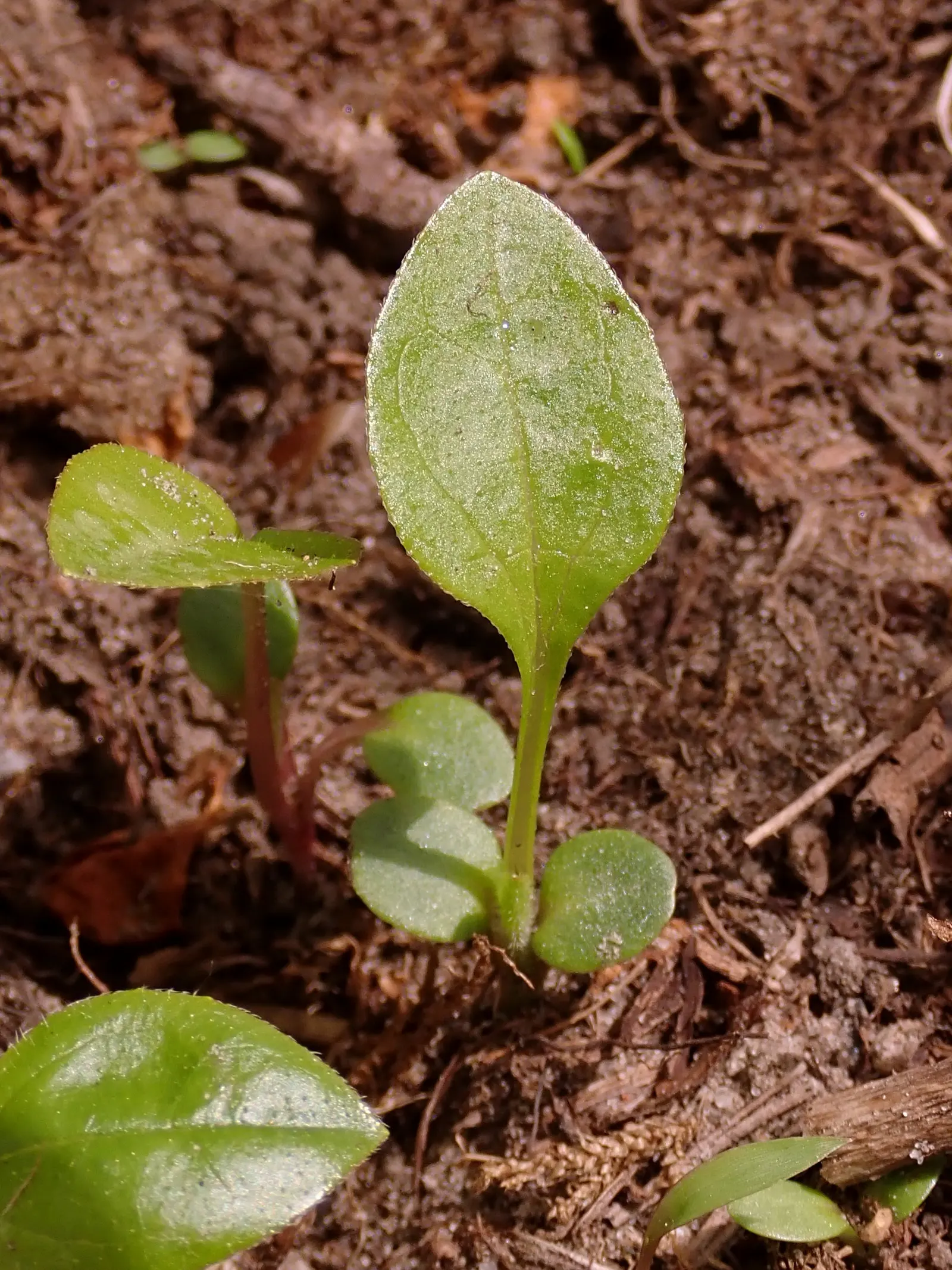 Coneflower (Echinacea Sp.) — commonly referred to by its genus name Echinacea sp.; space these plants approximately 18 to 24 inches apart to allow for ample