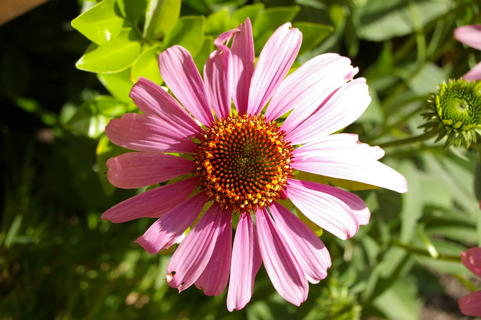 Coneflower (Echinacea Sp.) — Blooming from early summer to fall, they add long-lasting color and texture; its robust stalks rarely require staking