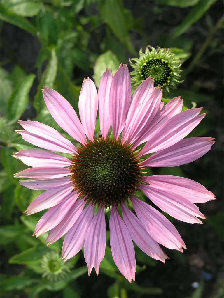 Coneflower (Echinacea Sp.) — multi-colored and purple and red and white and yellow flowers in the garden; providing a touch of natural beauty and, image 133