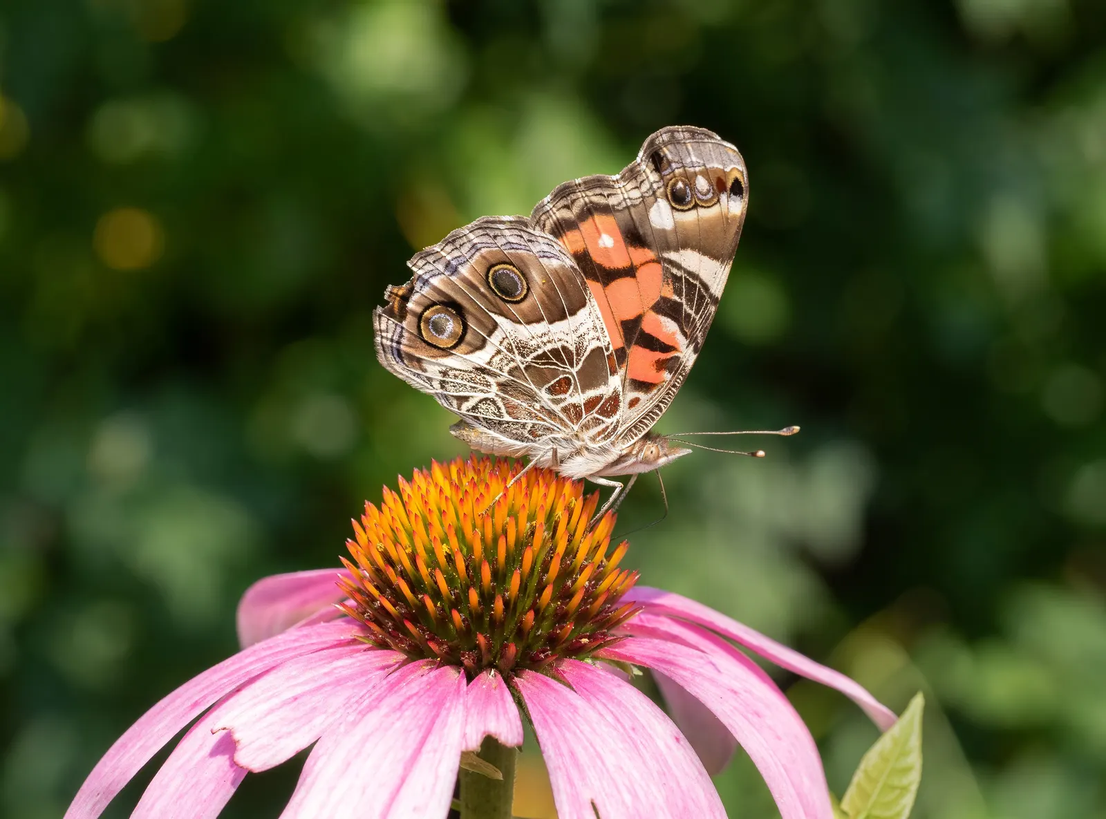 Coneflower (Echinacea Sp.) — are a magnet for butterflies and bees; multi-colored and purple and red and white and yellow flowers in the garden, image 112