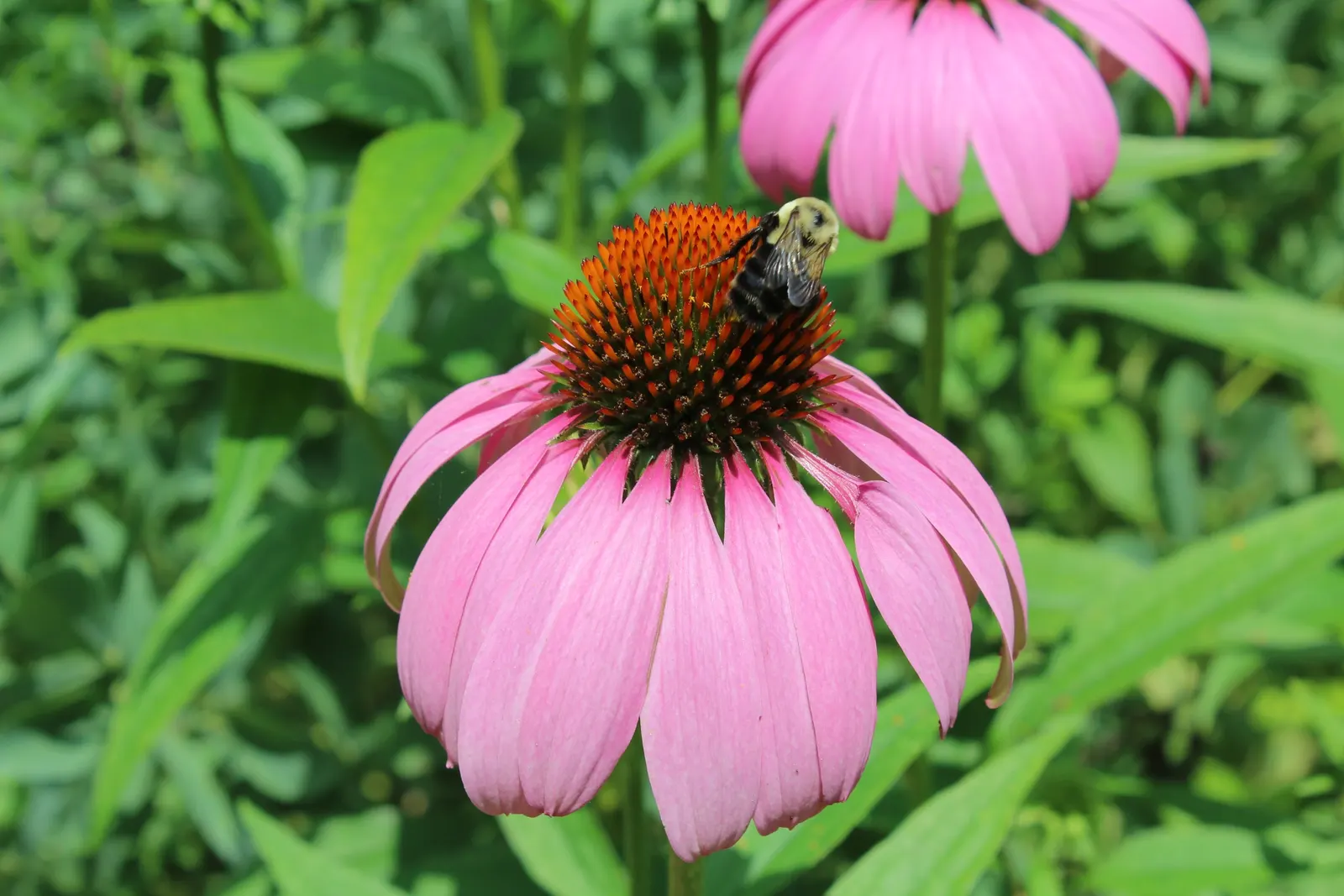 Coneflower (Echinacea Sp.) — This North American native is an essential addition to any landscape; blooming from early summer to fall, they add, image 63