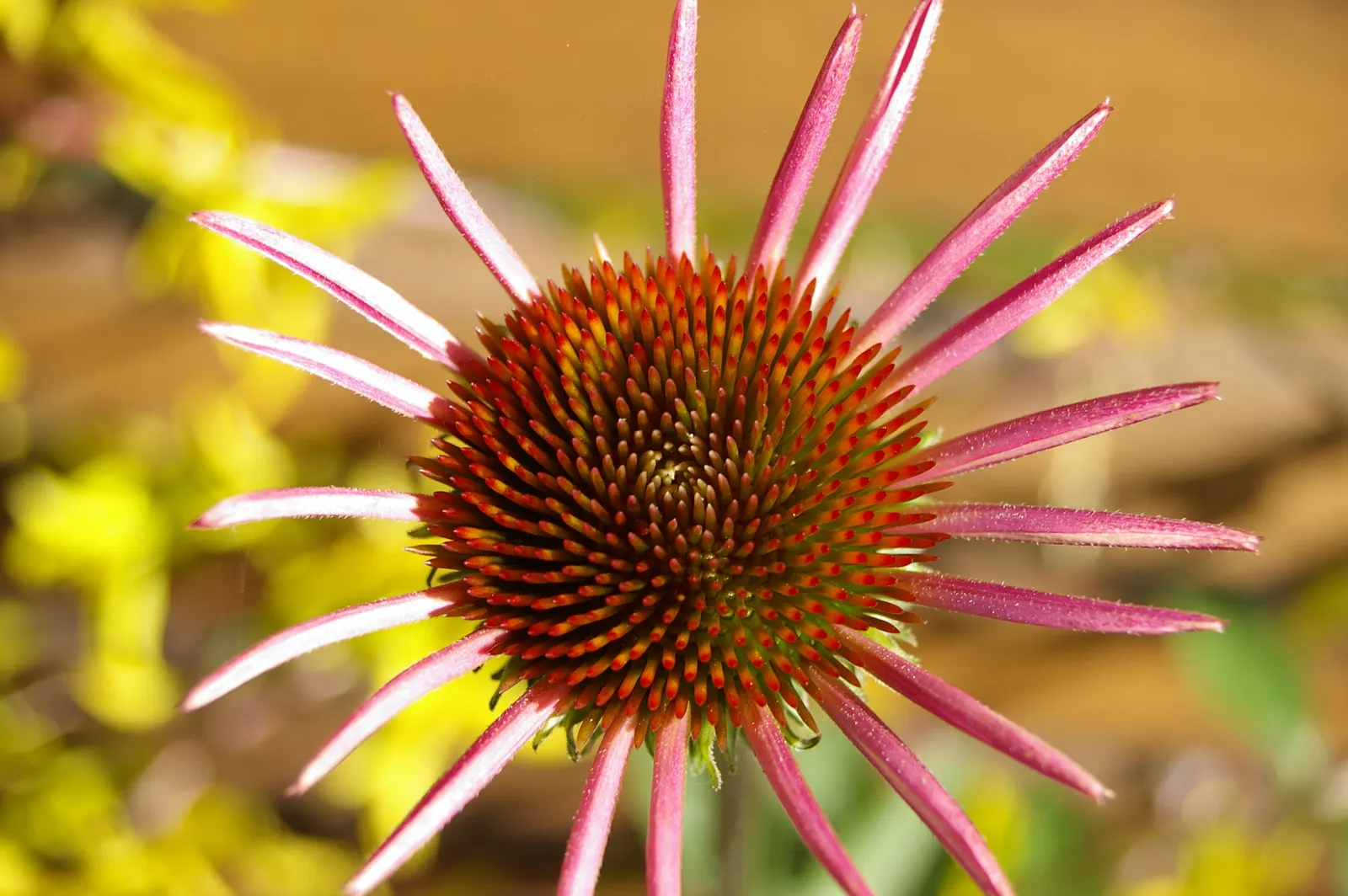 Coneflower (Echinacea Sp.) — Flowers showcase a central cone, image 41
