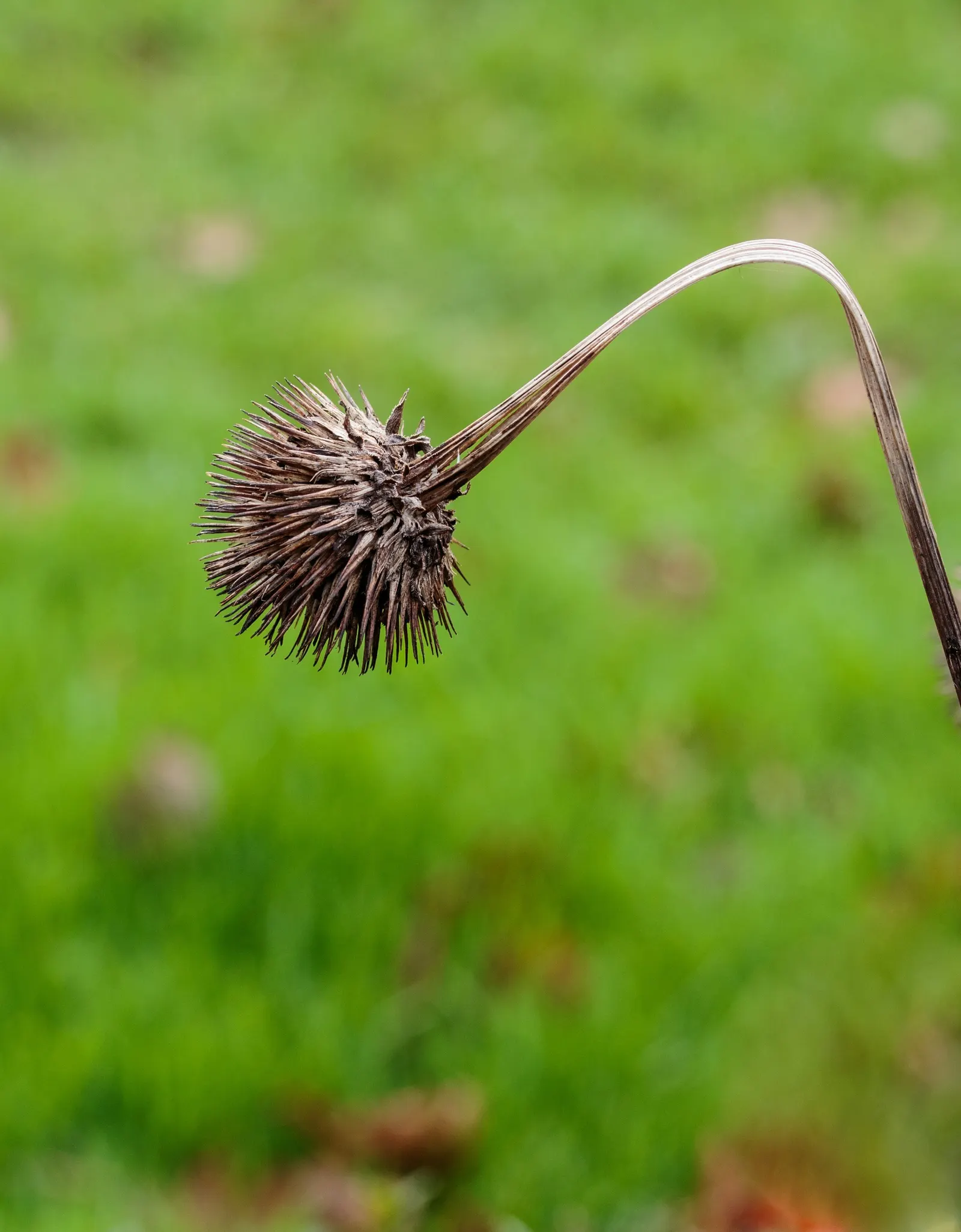 Coneflower (Echinacea Sp.) — contributing long-lasting color to the garden; commonly referred to by its genus name Echinacea sp., image 67