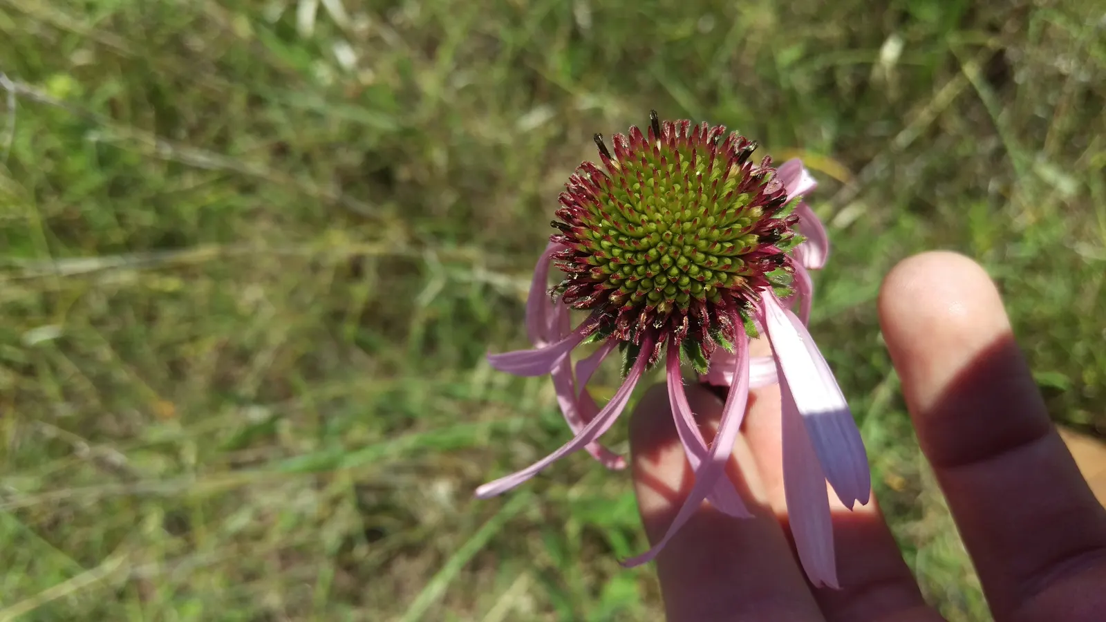 Coneflower (Echinacea Sp.) — providing a touch of natural beauty and attracting a host of pollinators; contributing long-lasting color to the garden, image 118