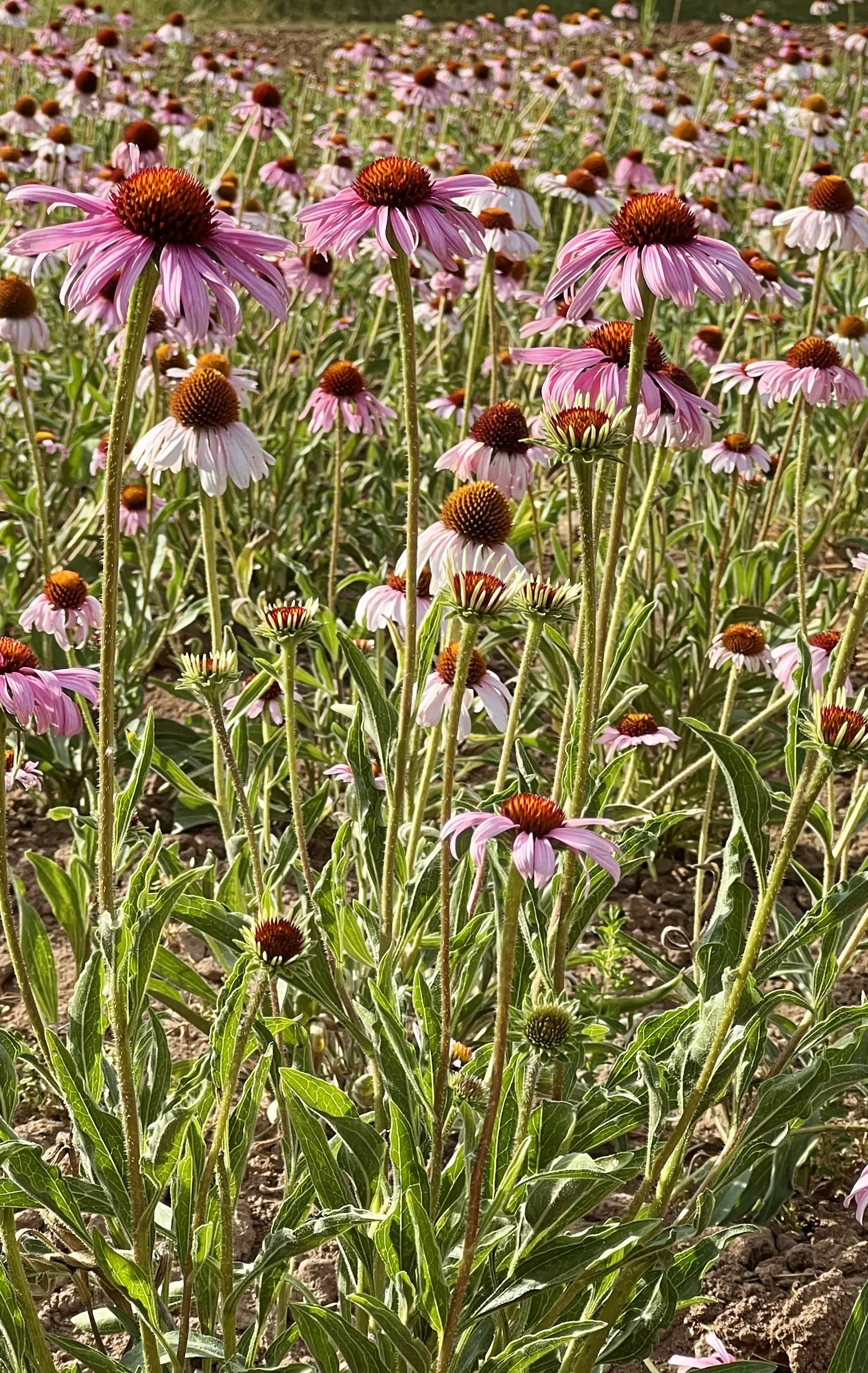 Coneflower (Echinacea Sp.) — daisy-like flowers with raised; are a magnet for butterflies and bees, image 136