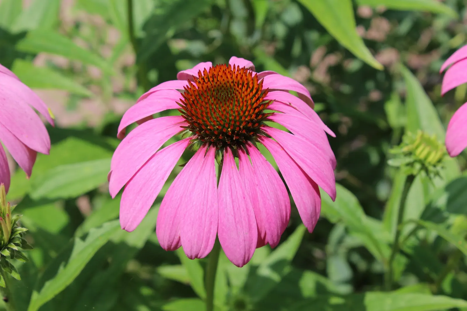 Coneflower (Echinacea Sp.) — which helps prevent foliar diseases; typically reaching 2-4 feet in height, they thrive in full sun to light shade and, image 128