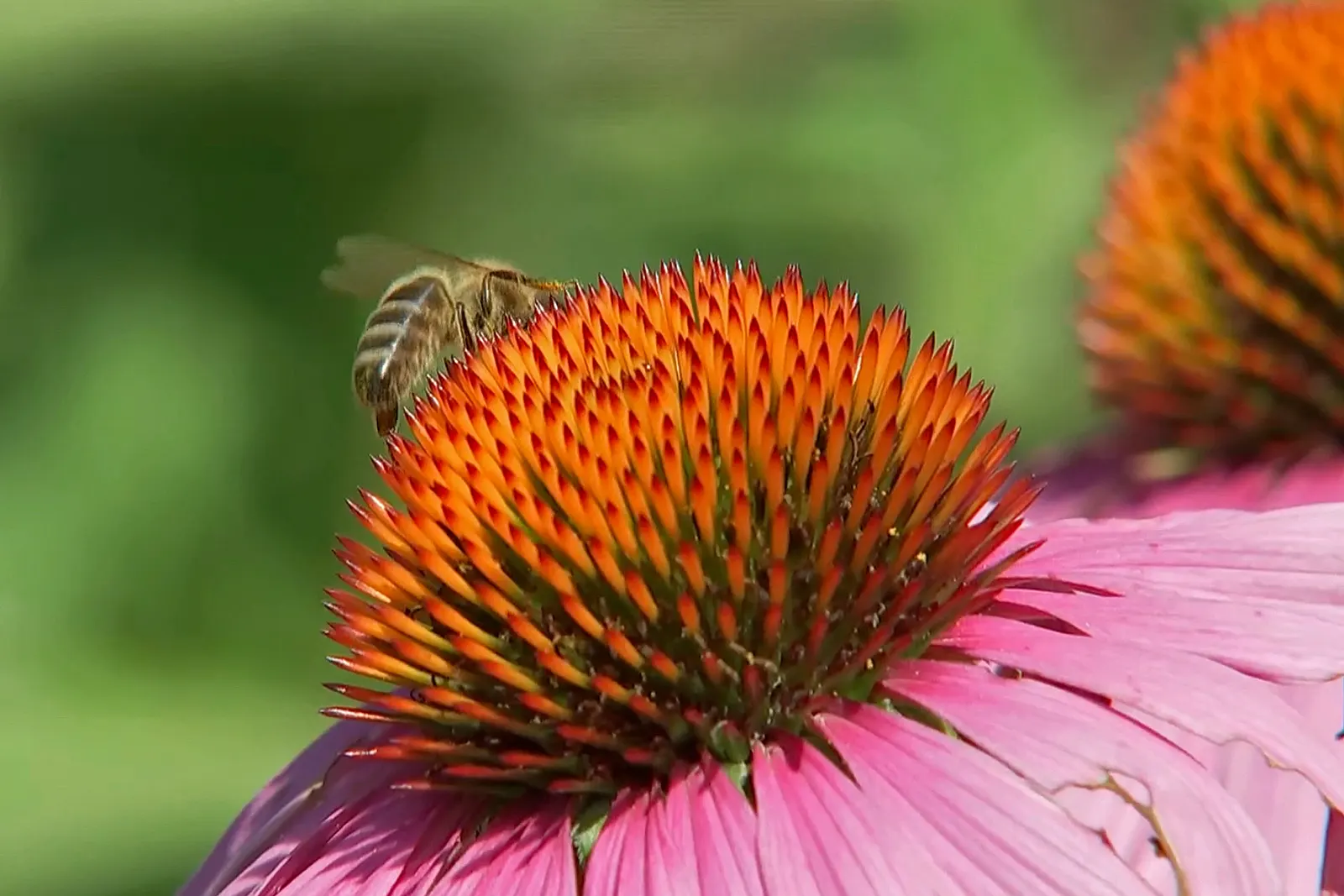 Coneflower (Echinacea Sp.) — perennial with multi-colored and purple and red and white and yellow blooms; it demonstrates notable drought tolerance, image 134