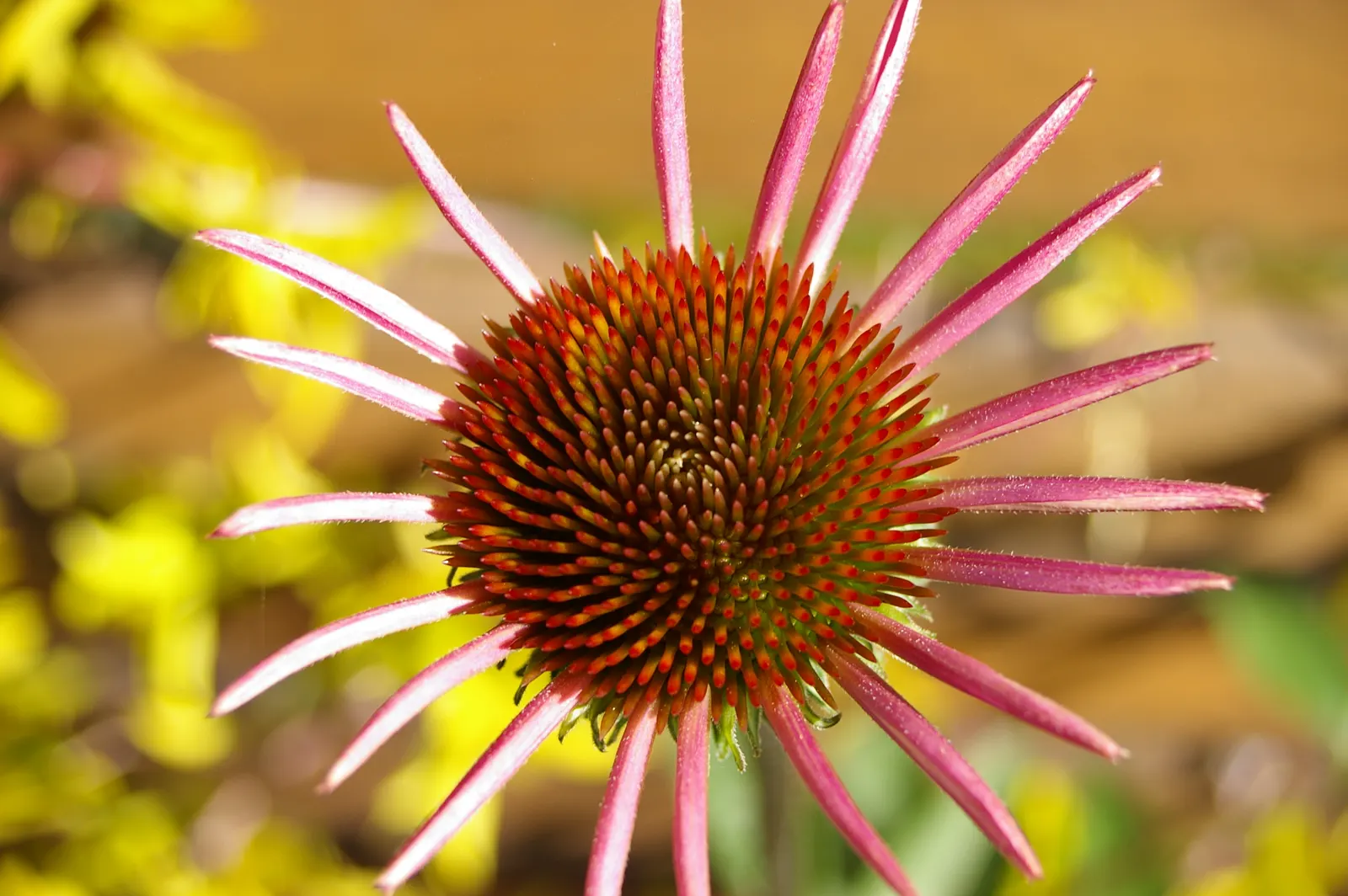 Coneflower (Echinacea Sp.) — contributing long-lasting color to the garden