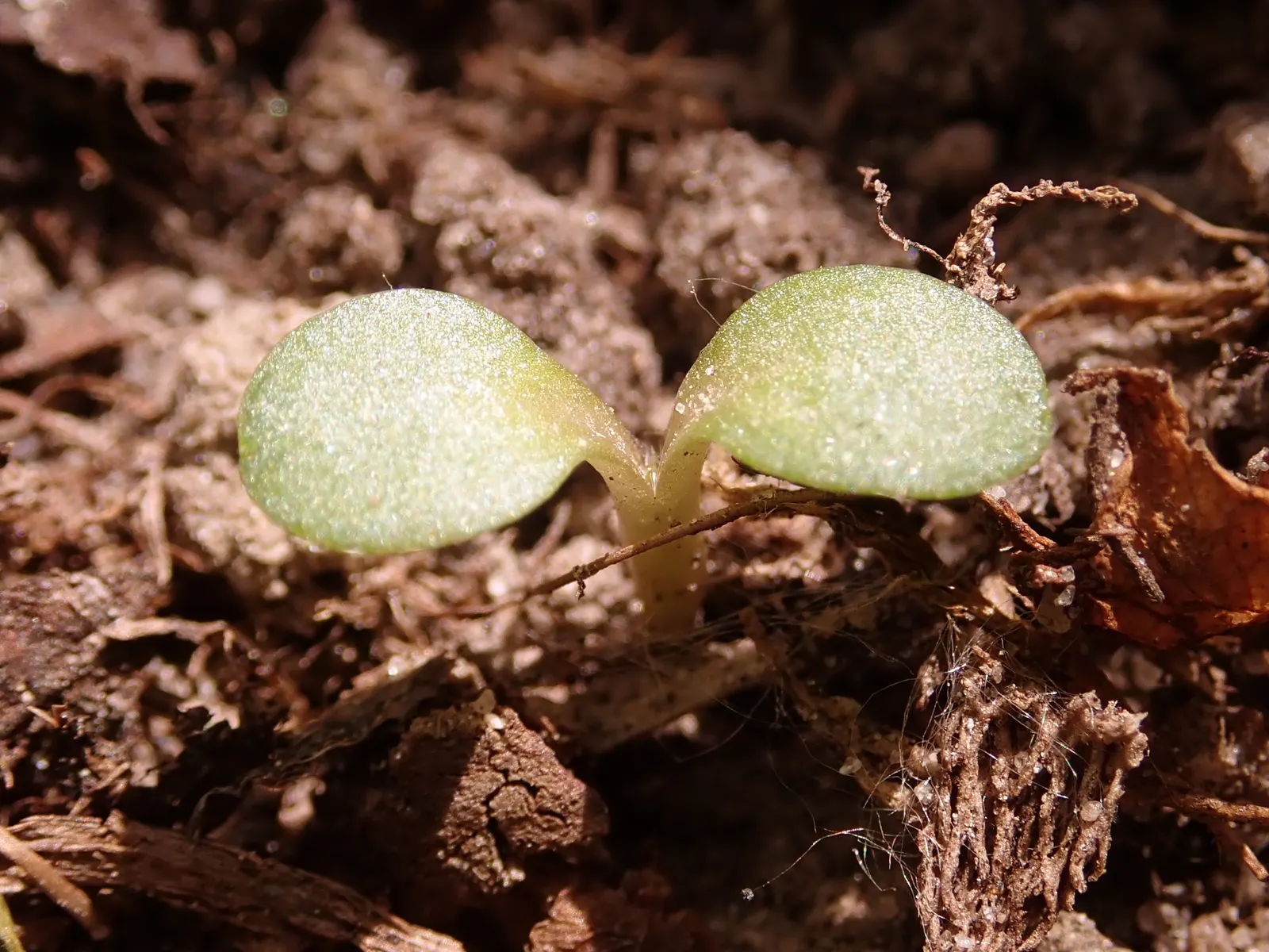 Coneflower (Echinacea Sp.) — Typically reaching 2-4 feet in height, they thrive in full sun to light shade and prefer well-draining soil; with, image 56