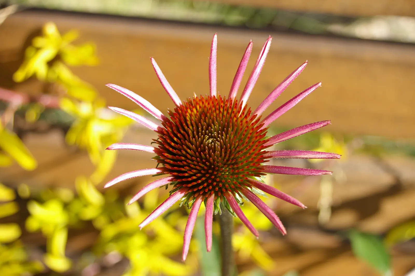 Coneflower (Echinacea Sp.) — commonly referred to by its genus name Echinacea sp.