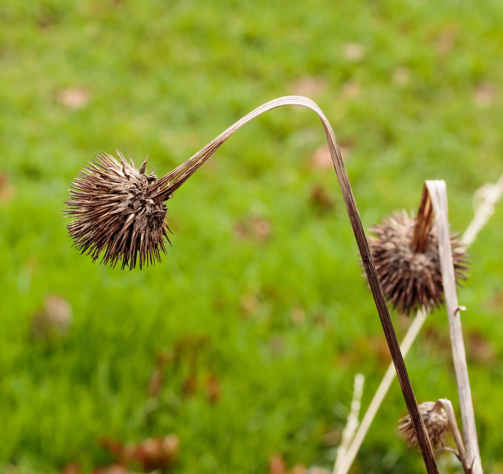 Coneflower (Echinacea Sp.) — multi-colored and purple and red and white and yellow flowers in the garden; providing a touch of natural beauty and, image 106