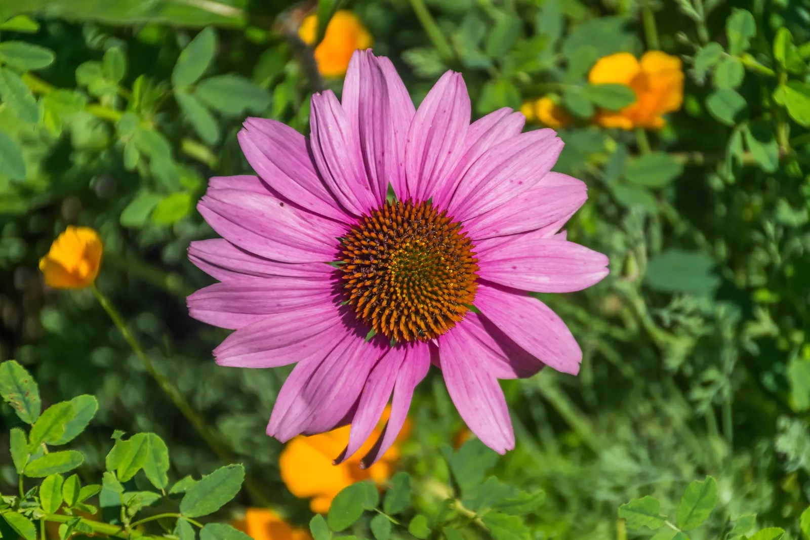 Coneflower (Echinacea Sp.) — Flowers showcase a central cone, image 149
